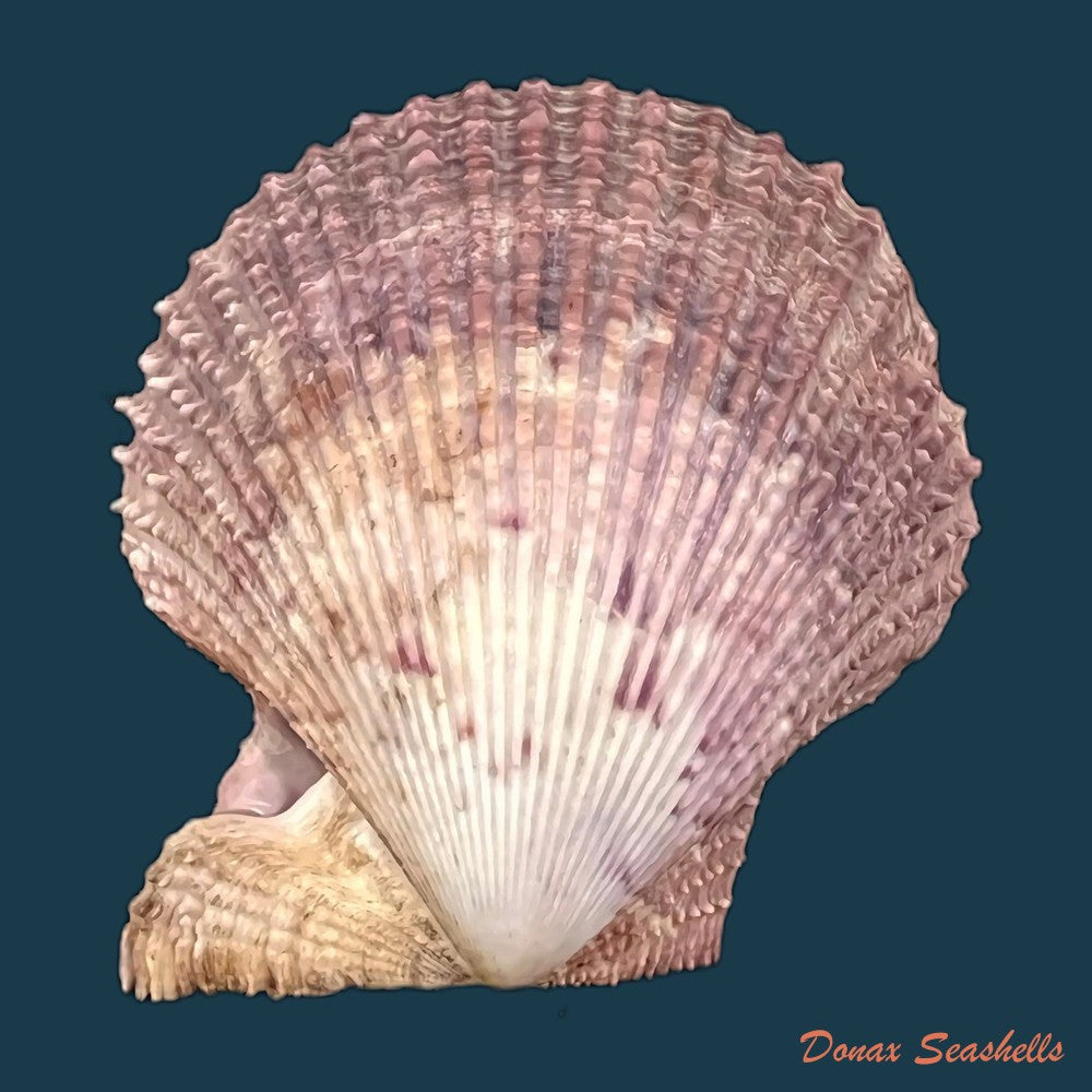 copia-de-manupecten-pesfelis-linnaeus-1758-66-8mm