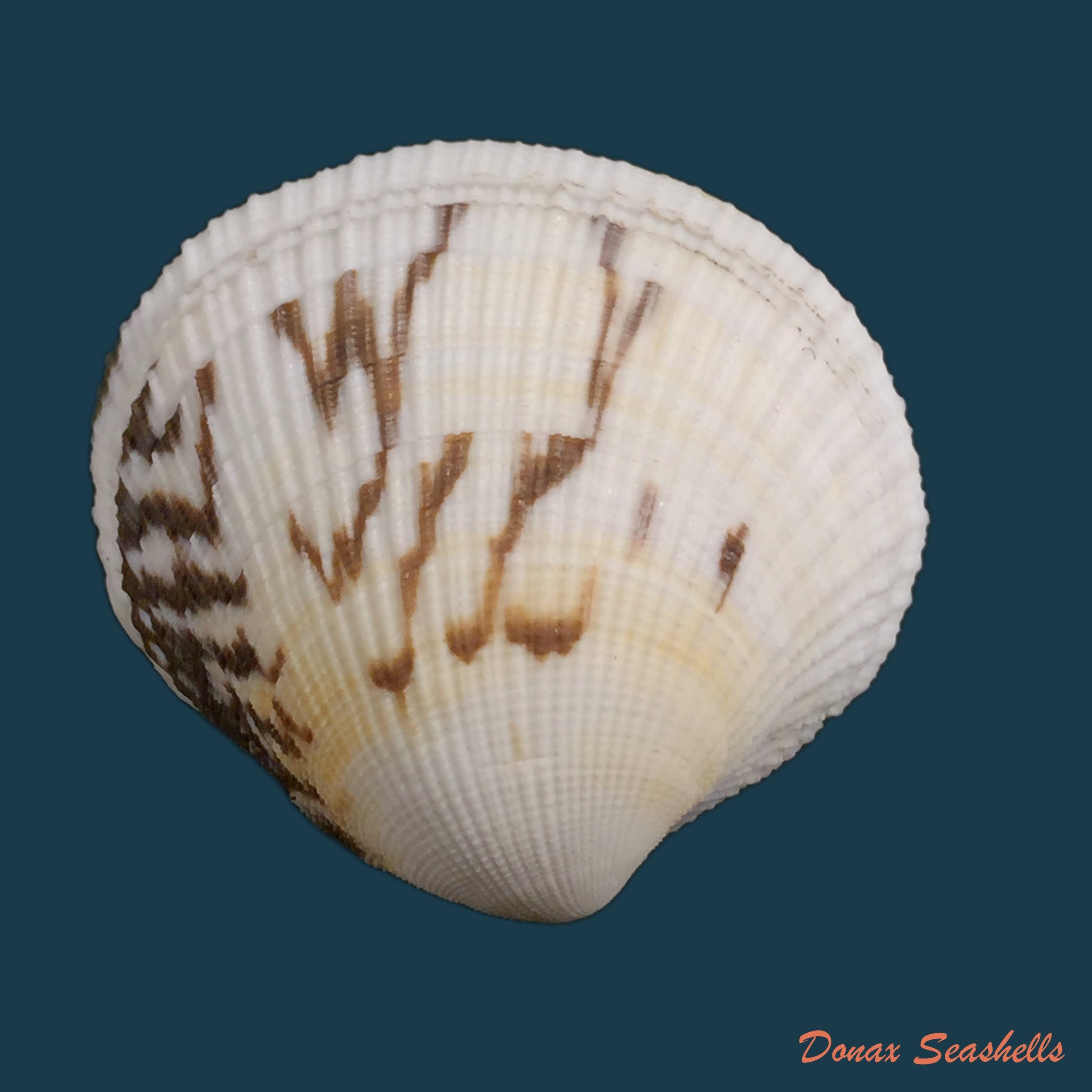 copia-de-marcia-hiantina-lamarck-1818