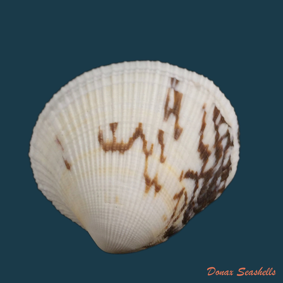 copia-de-marcia-hiantina-lamarck-1818