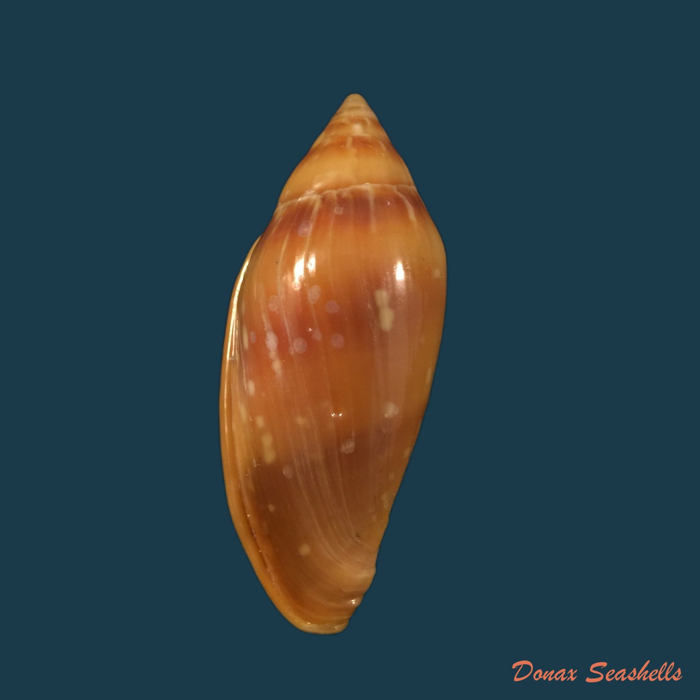 copia-de-marginella-desjardini-marche-marchad-1957-70-5mm-1