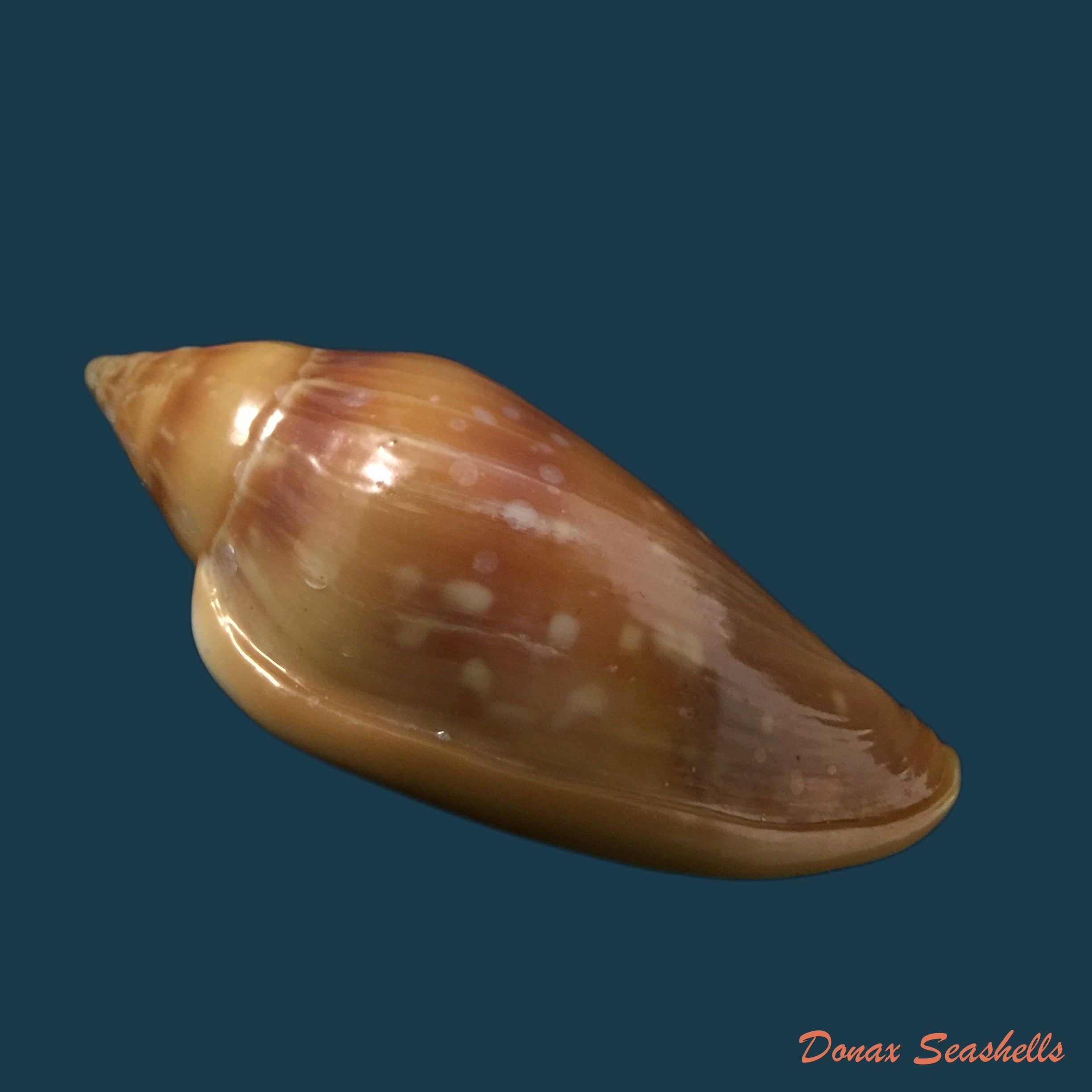copia-de-marginella-desjardini-marche-marchad-1957-70-5mm-1
