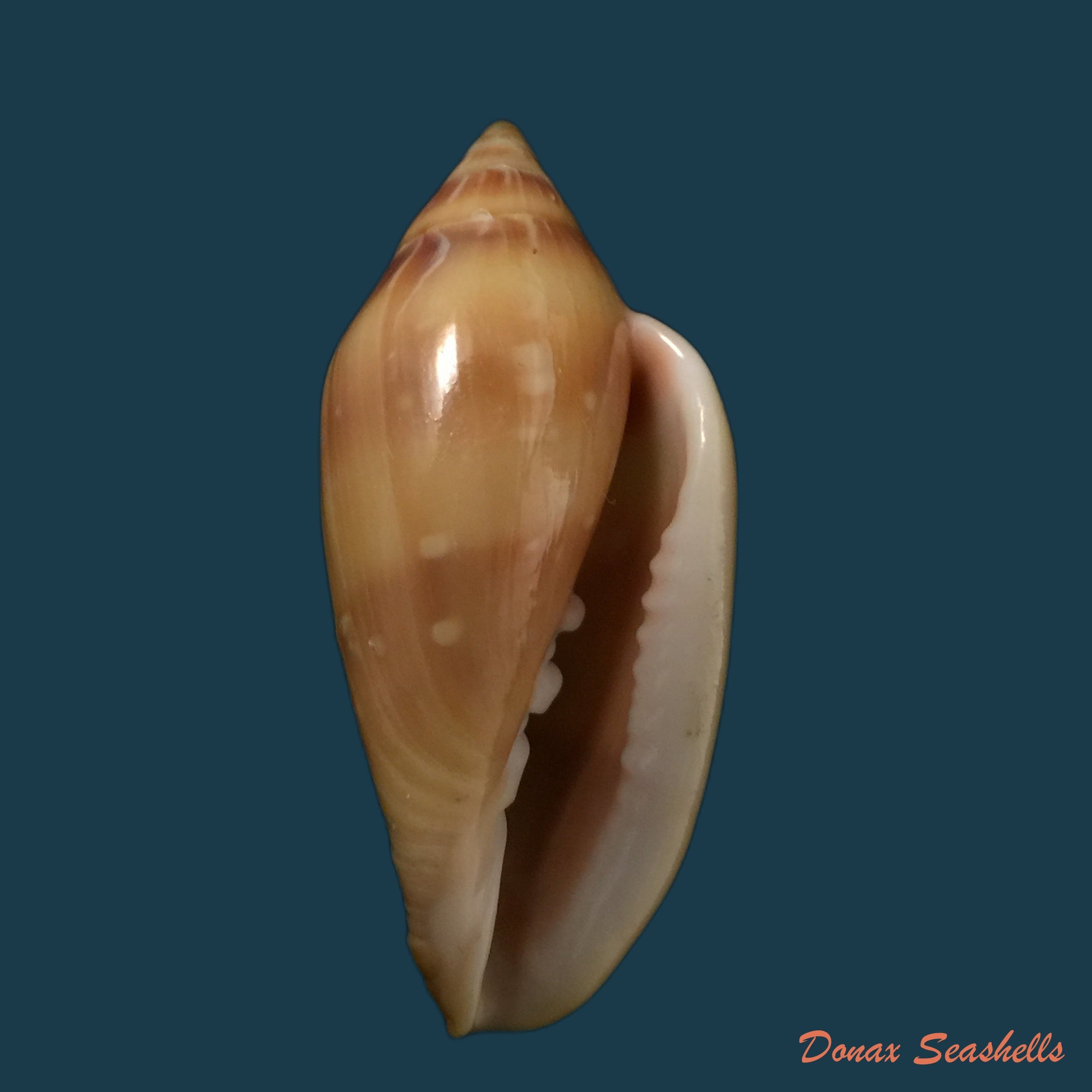 copia-de-marginella-desjardini-marche-marchad-1957-70-5mm-1