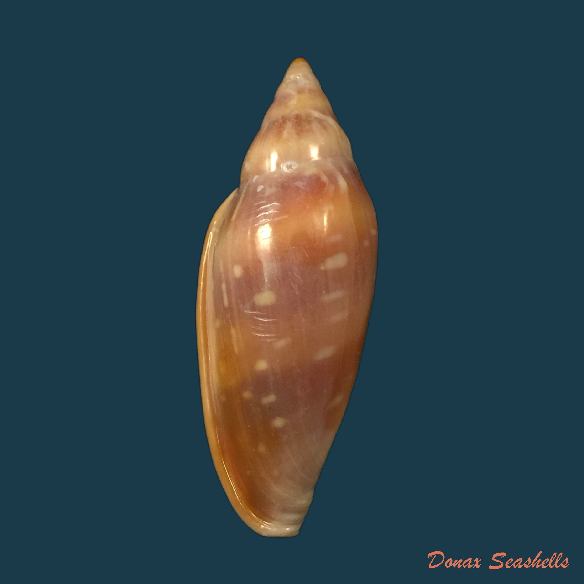 copia-de-marginella-desjardini-marche-marchad-1957-70-5mm