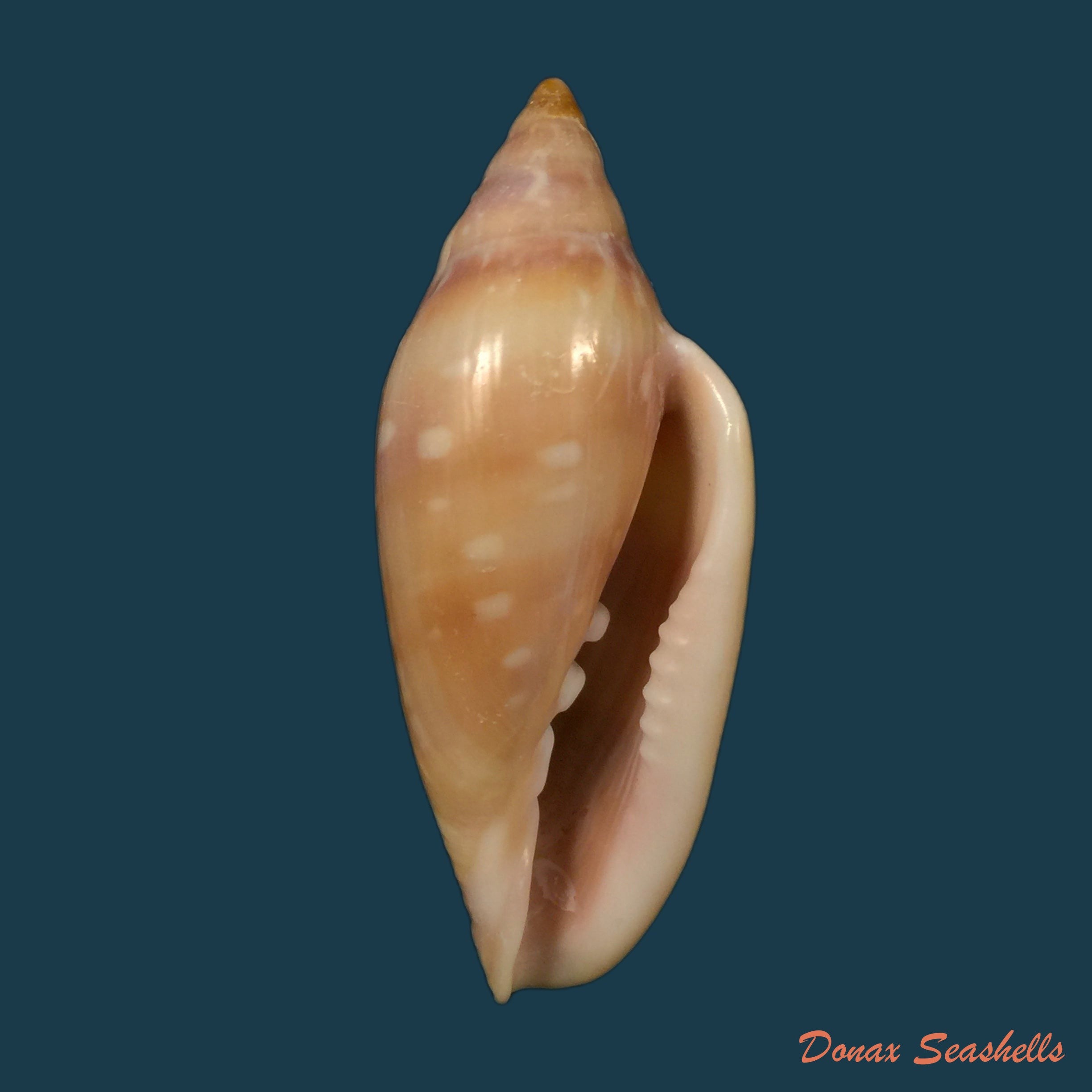 copia-de-marginella-desjardini-marche-marchad-1957-70-5mm