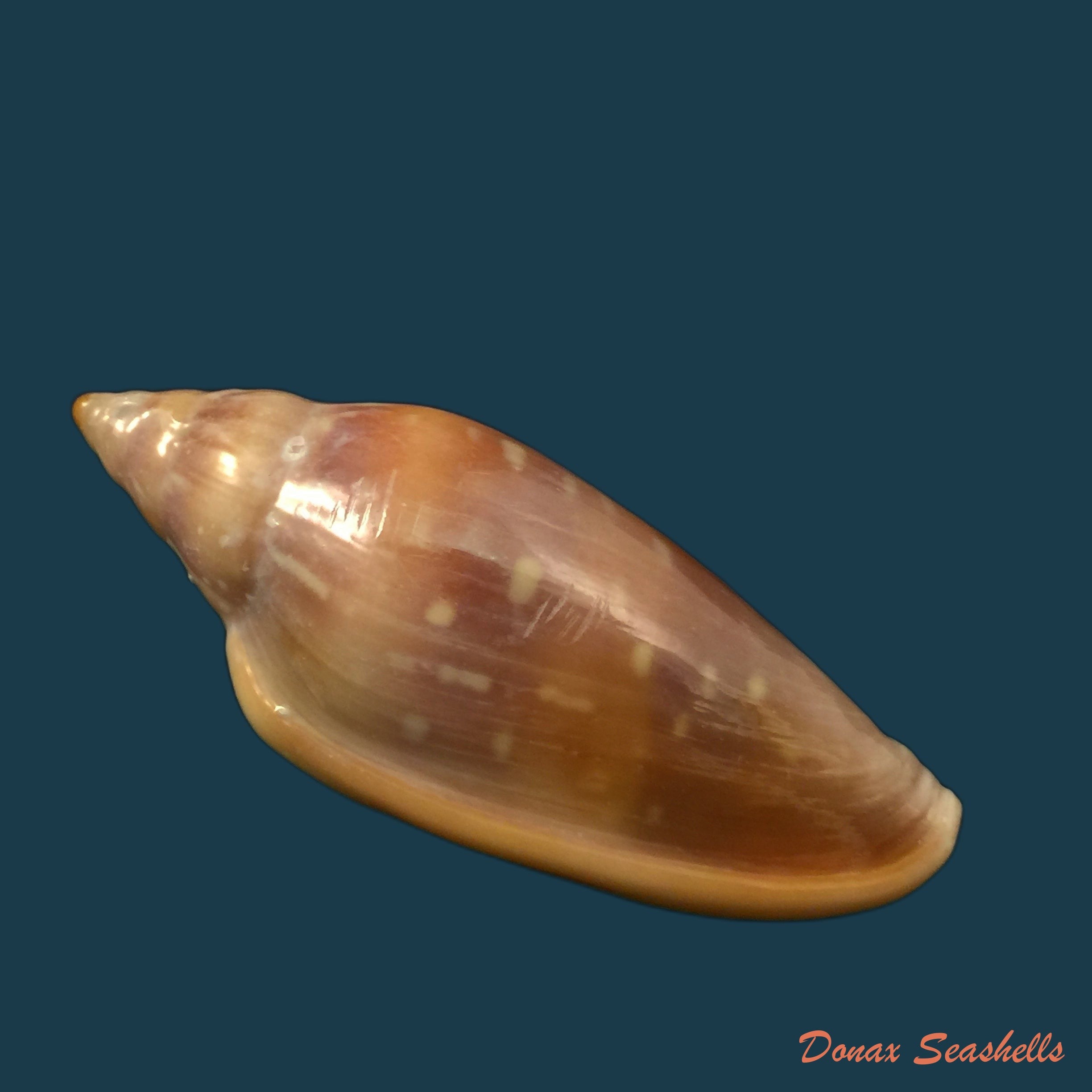 copia-de-marginella-desjardini-marche-marchad-1957-70-5mm