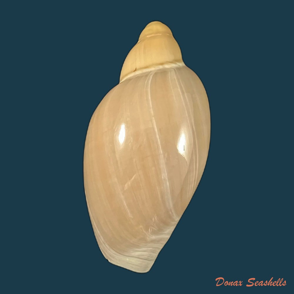 copia-de-marginella-gigas-martens-1904-66mm-1