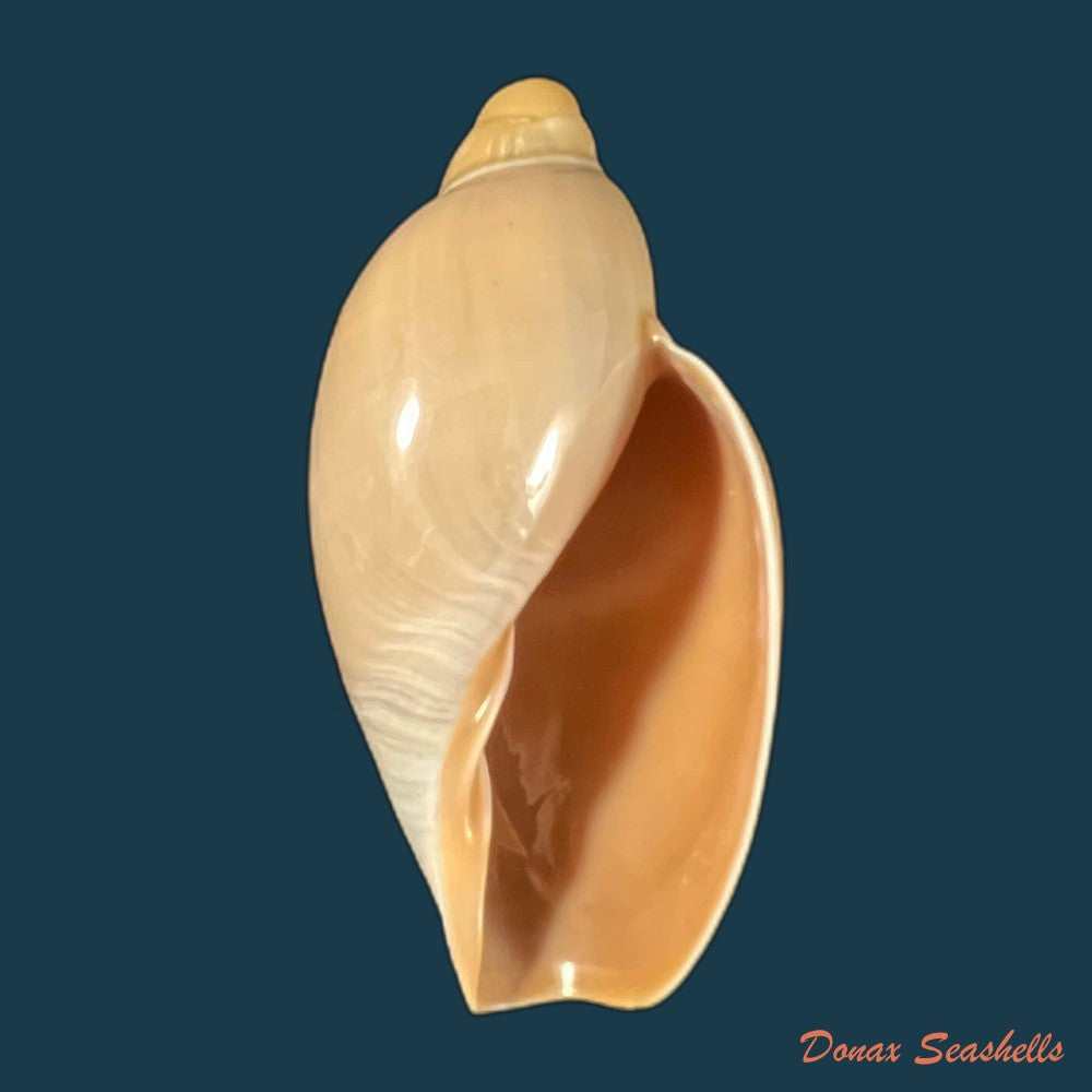 copia-de-marginella-gigas-martens-1904-66mm-1