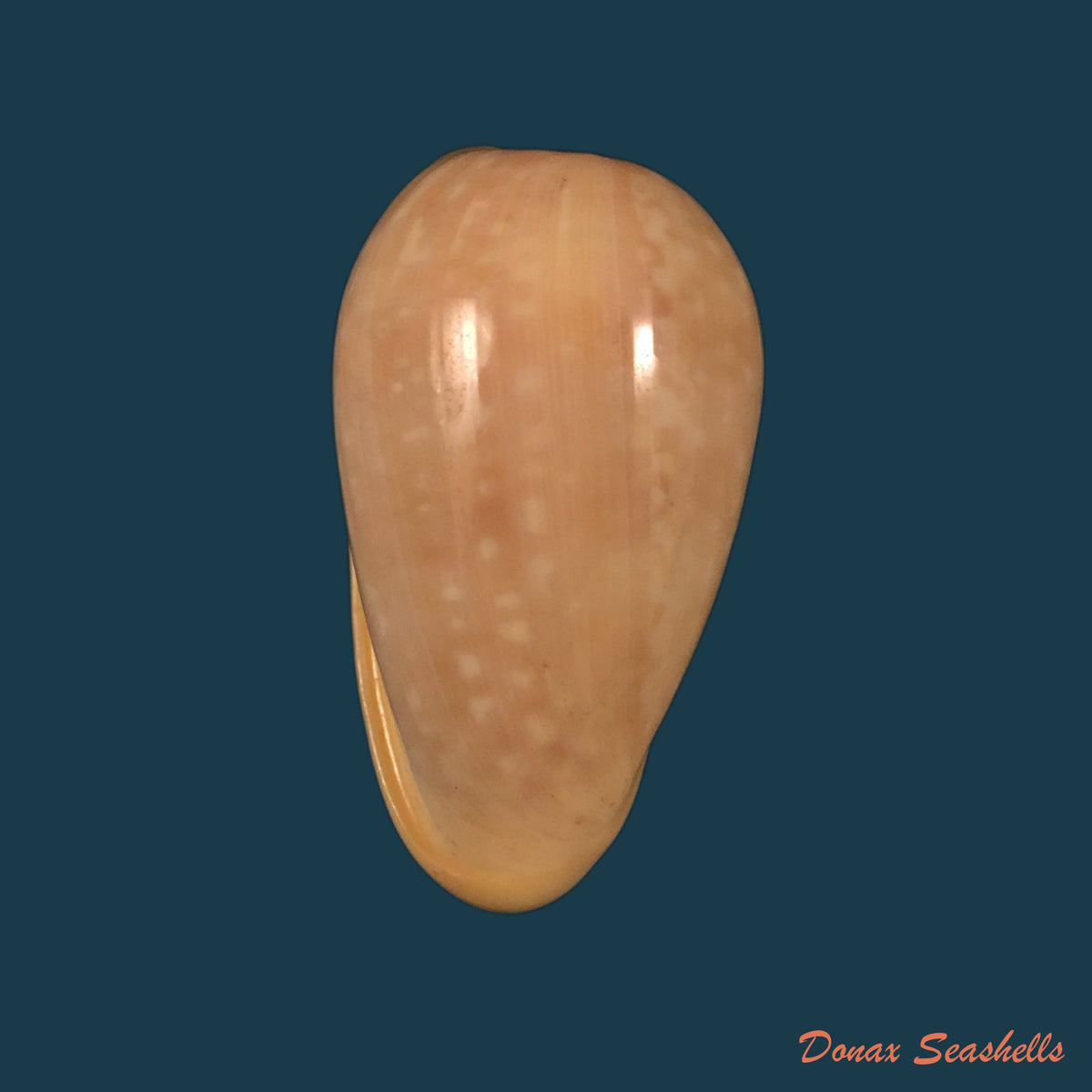 copia-de-marginella-gigas-martens-1904-66mm