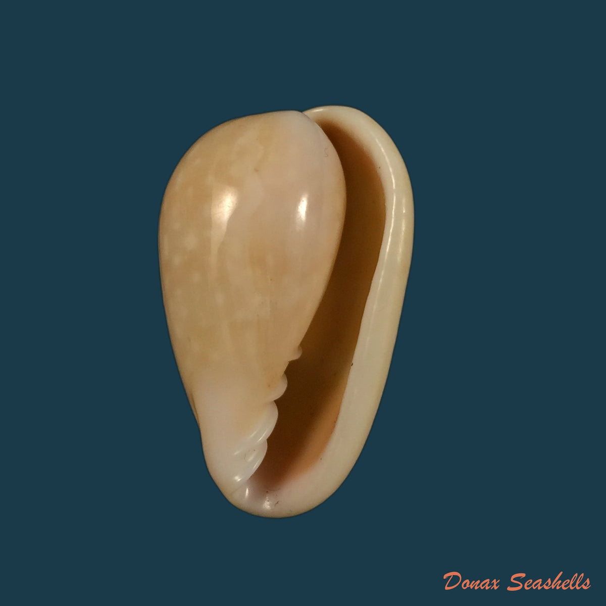 copia-de-marginella-gigas-martens-1904-66mm
