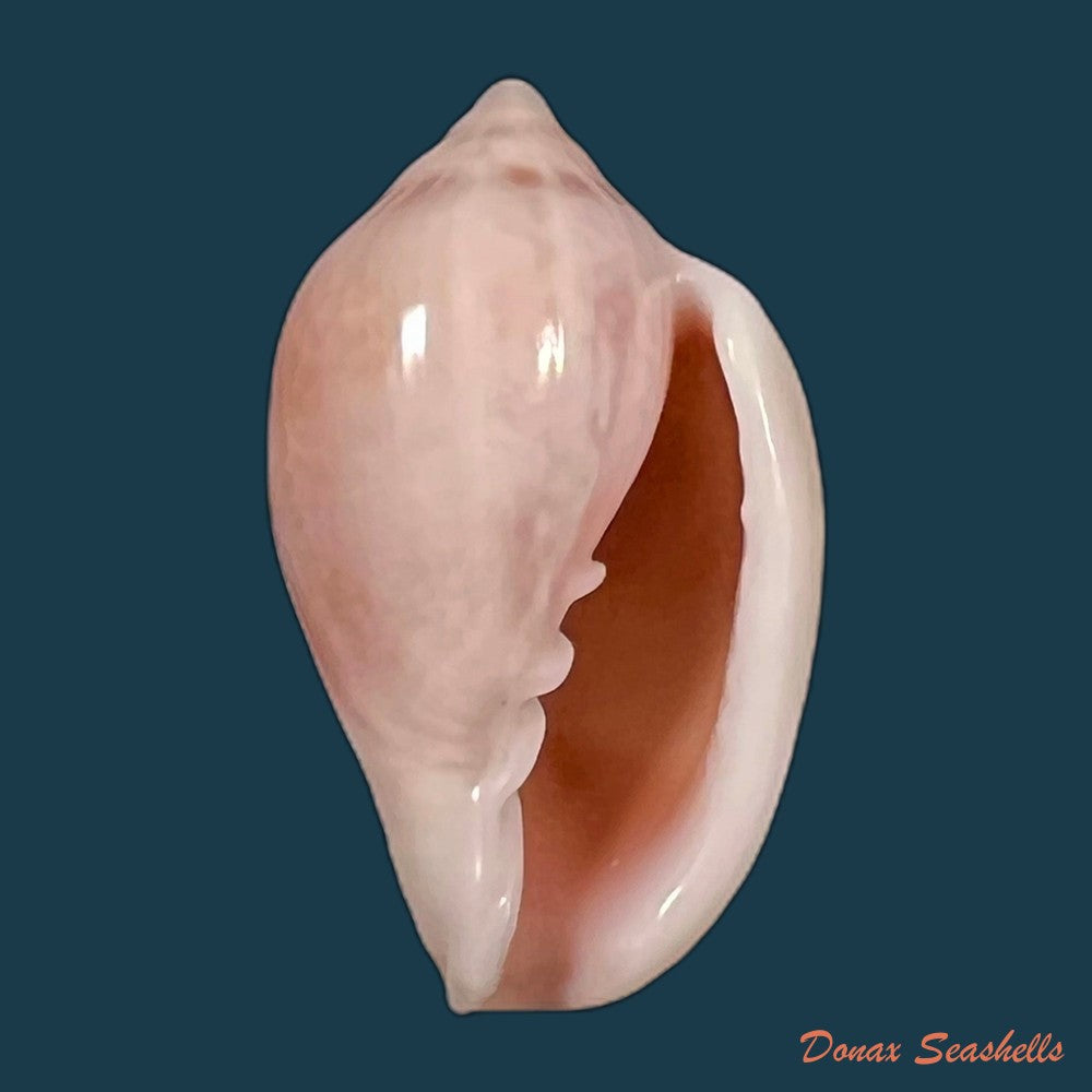 copia-de-marginella-glabella-linnaeus-1758-34-1mm
