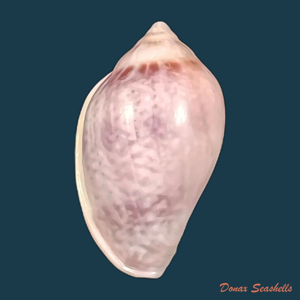 copia-de-marginella-glabella-linnaeus-1758-34-3mm
