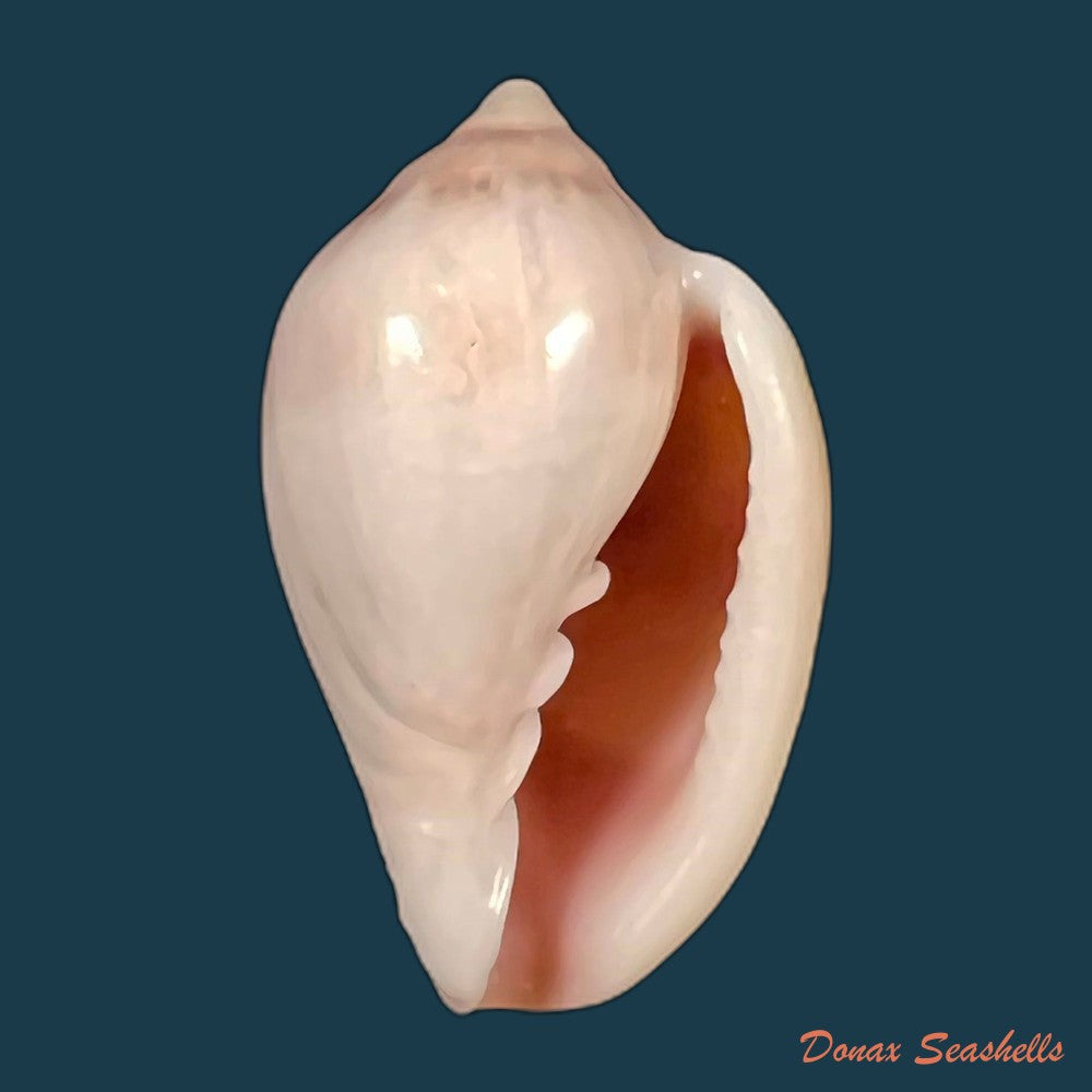 copia-de-marginella-glabella-linnaeus-1758-34-3mm