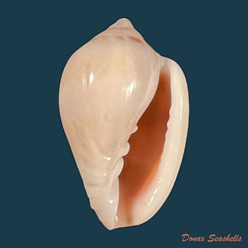 copia-de-marginella-glabella-linnaeus-1758-35-1mm-1