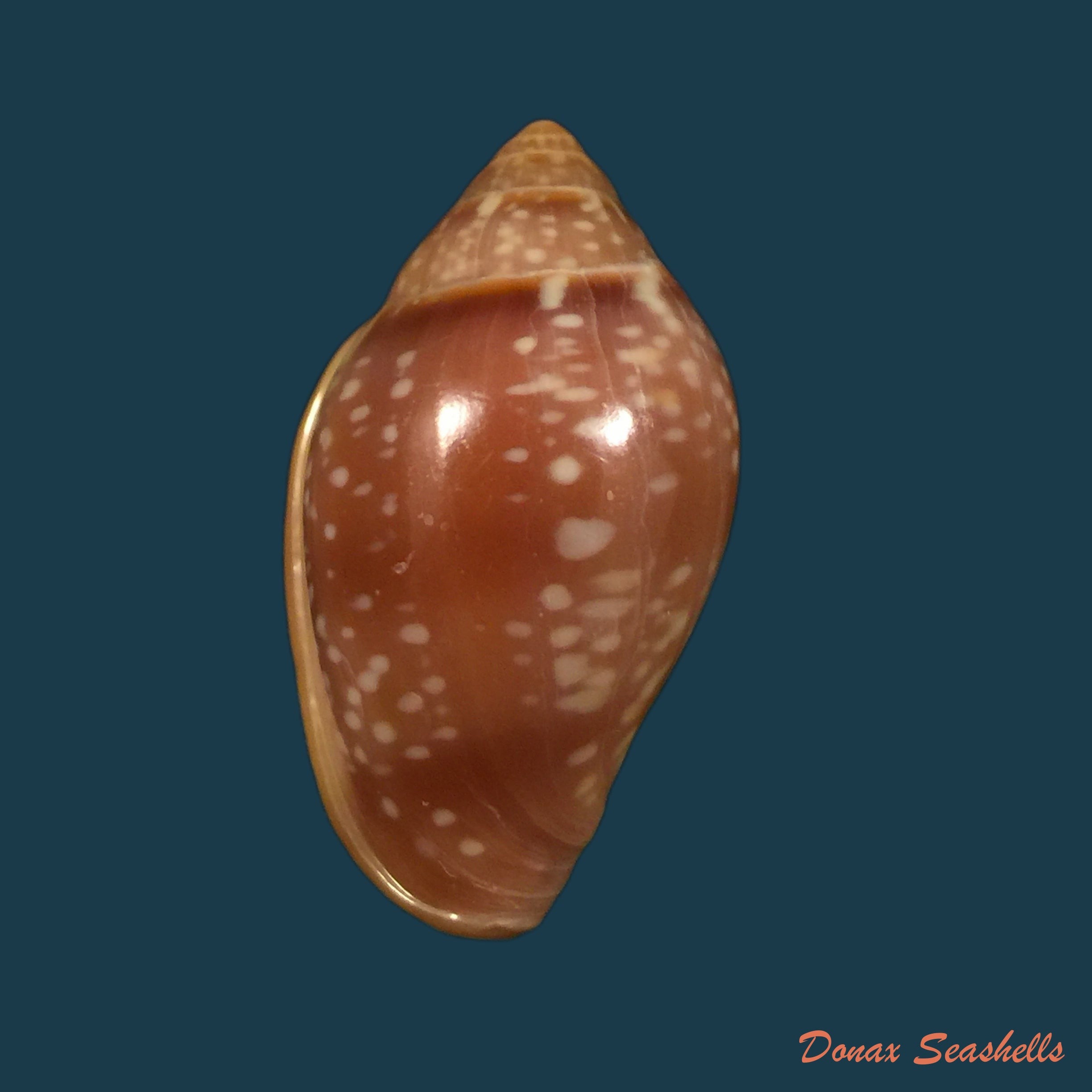 copia-de-marginella-glabella-linnaeus-1758-35-1mm