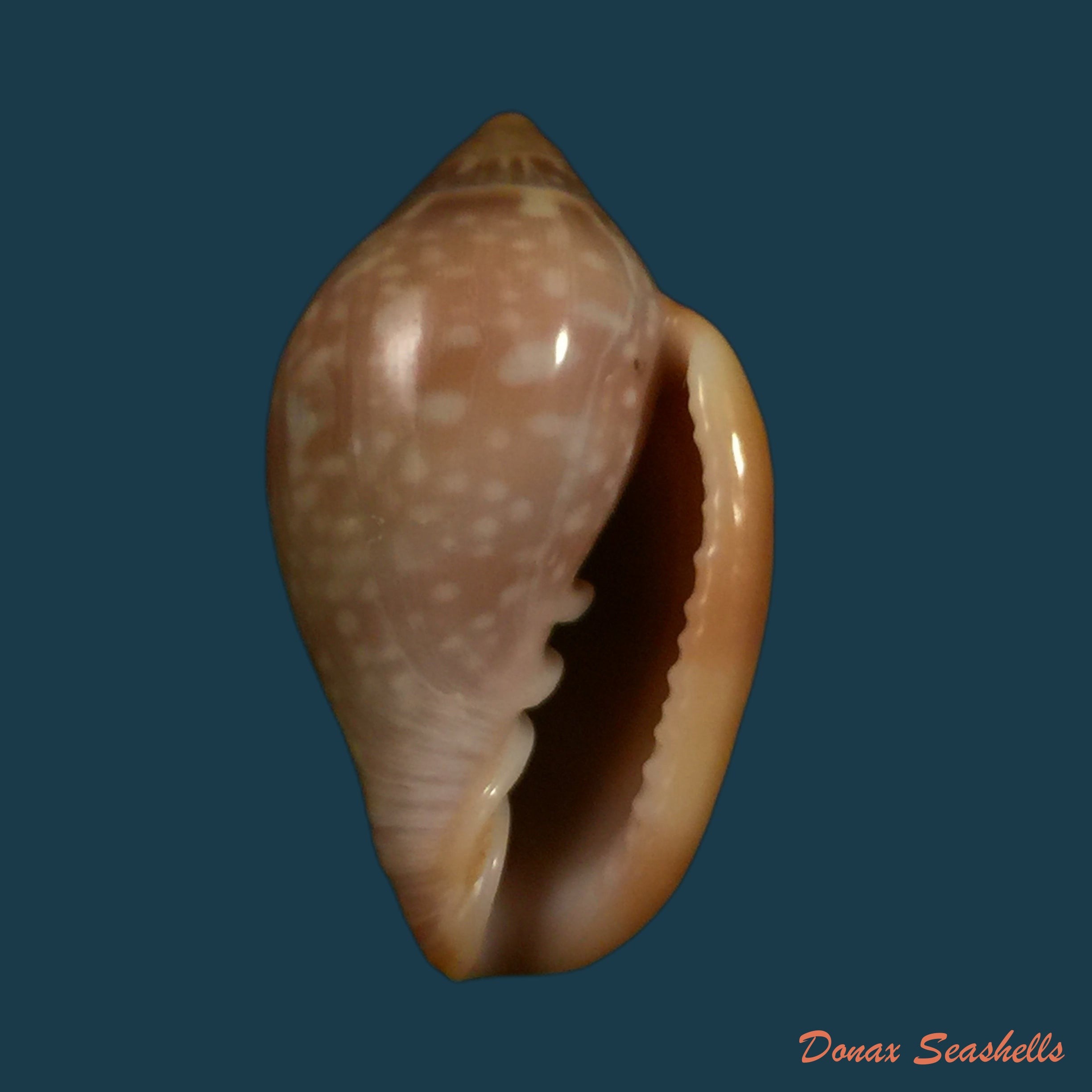 copia-de-marginella-glabella-linnaeus-1758-35-1mm