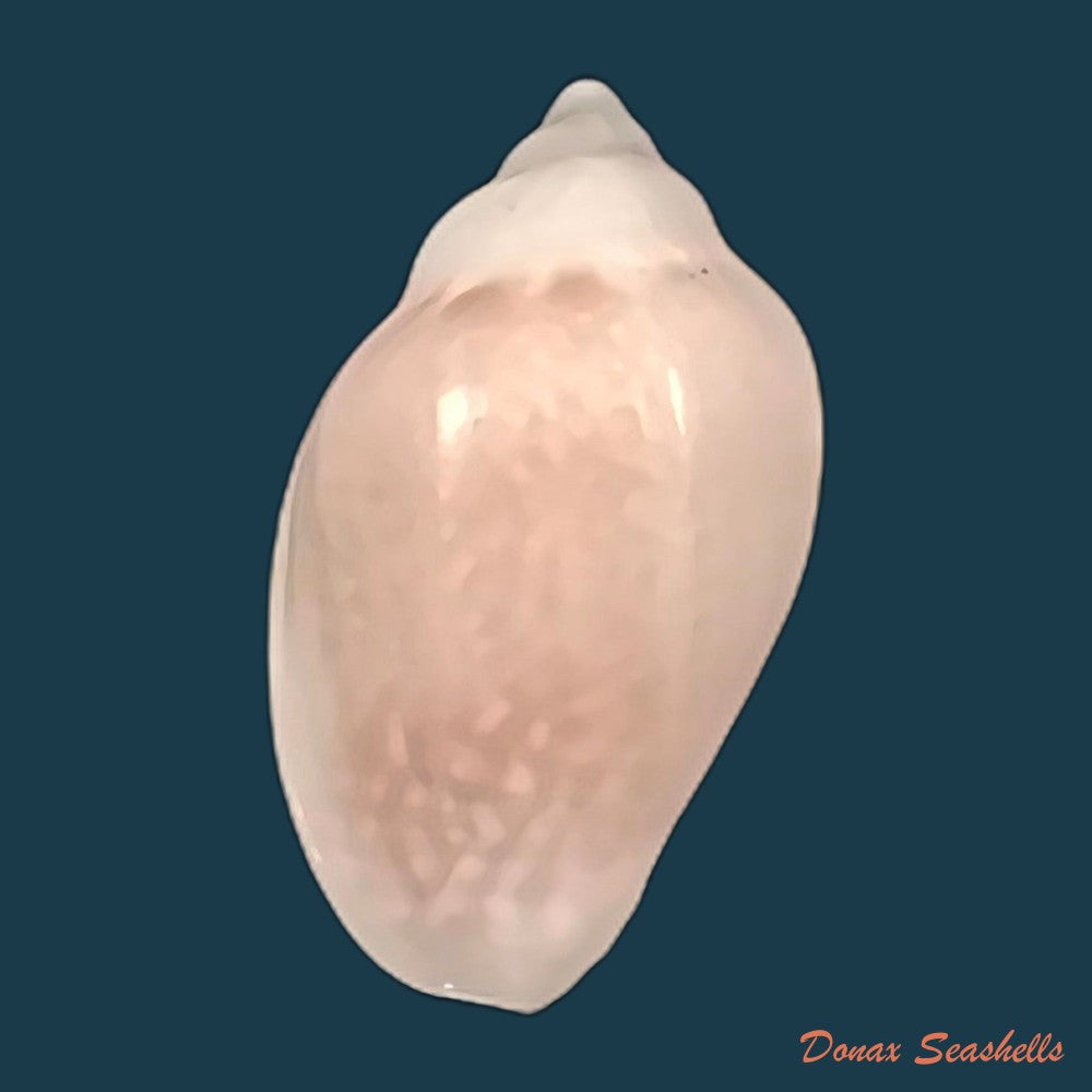 copia-de-marginella-irrorata-menke-1828-20-7mm-1