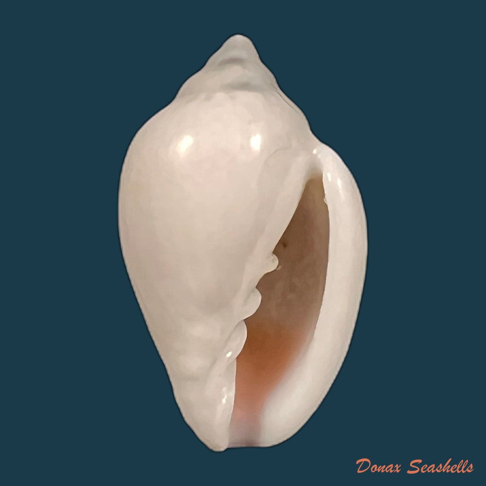 copia-de-marginella-irrorata-menke-1828-20-7mm-1