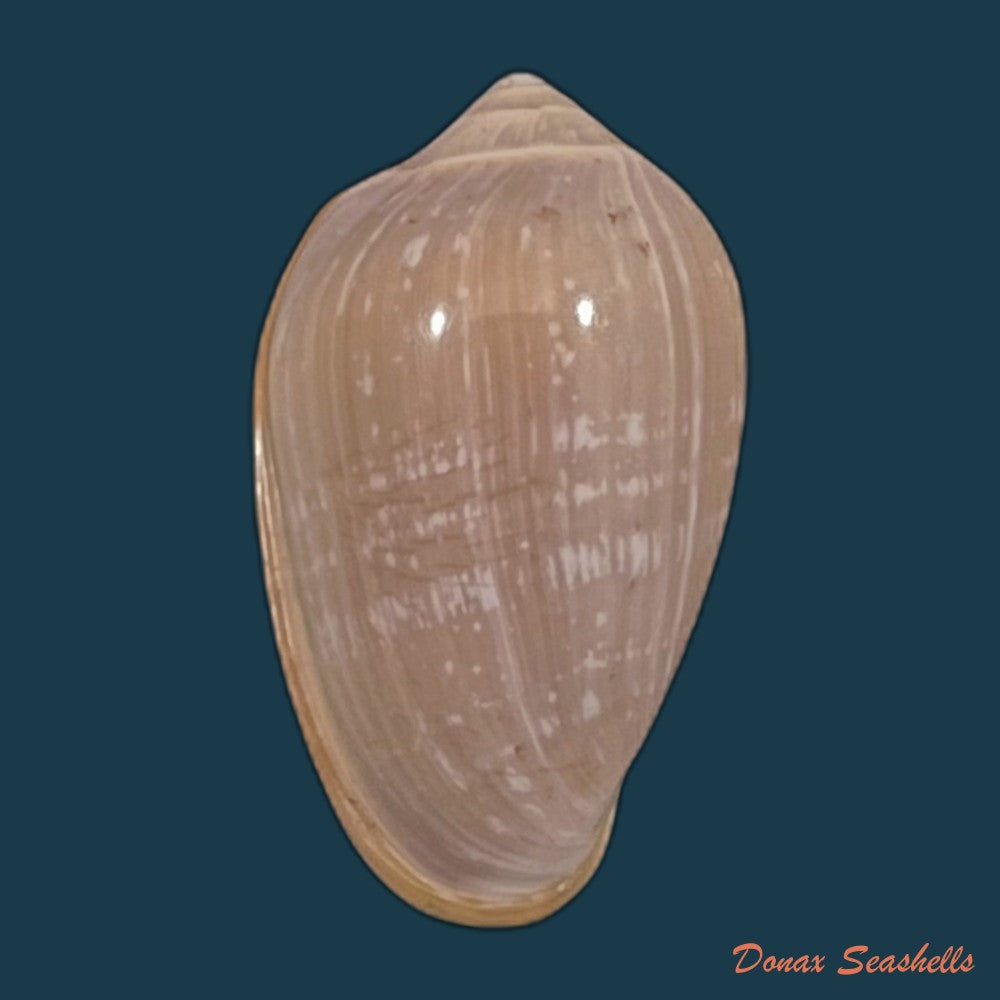 copia-de-marginella-irrorata-menke-1828-20-7mm