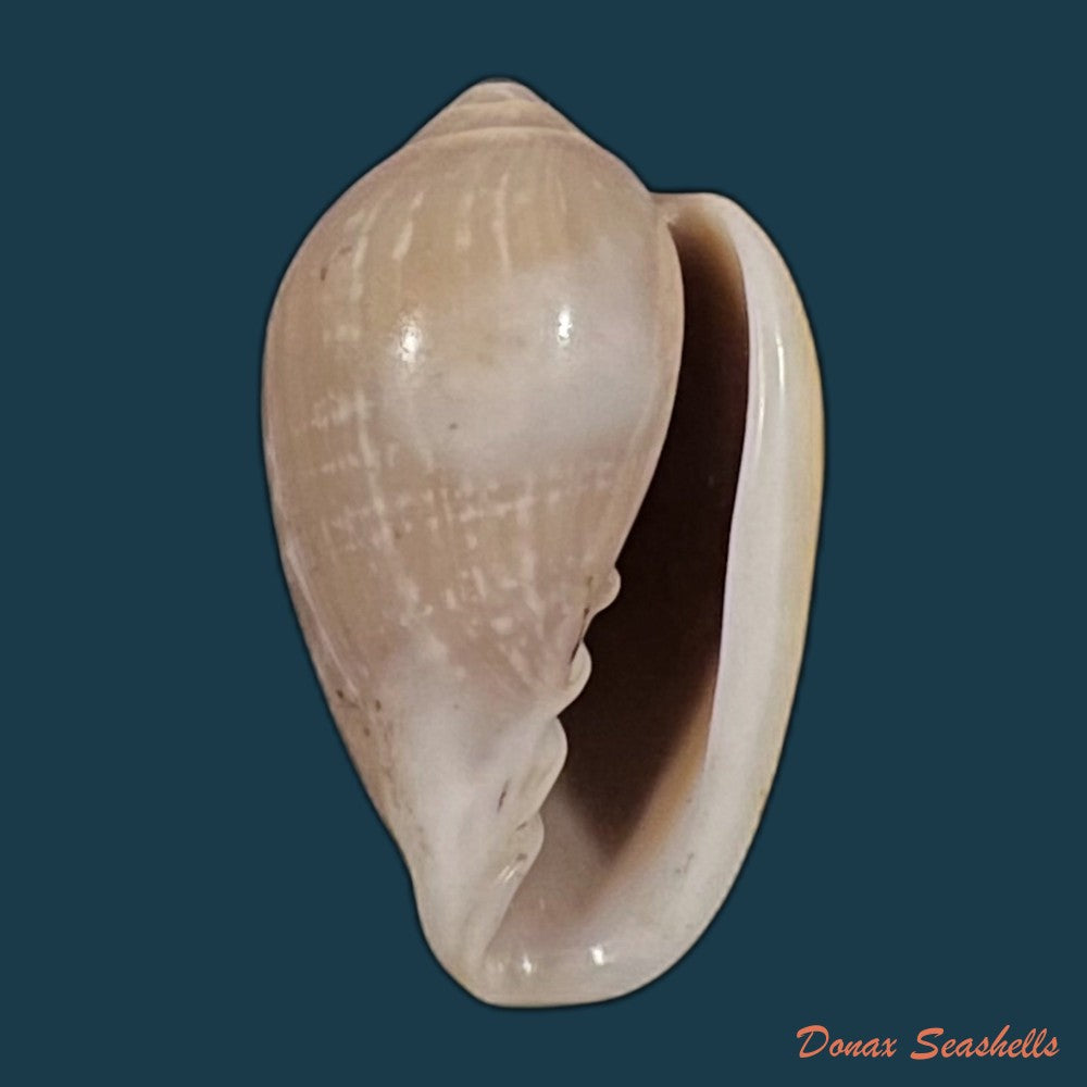 copia-de-marginella-irrorata-menke-1828-20-7mm