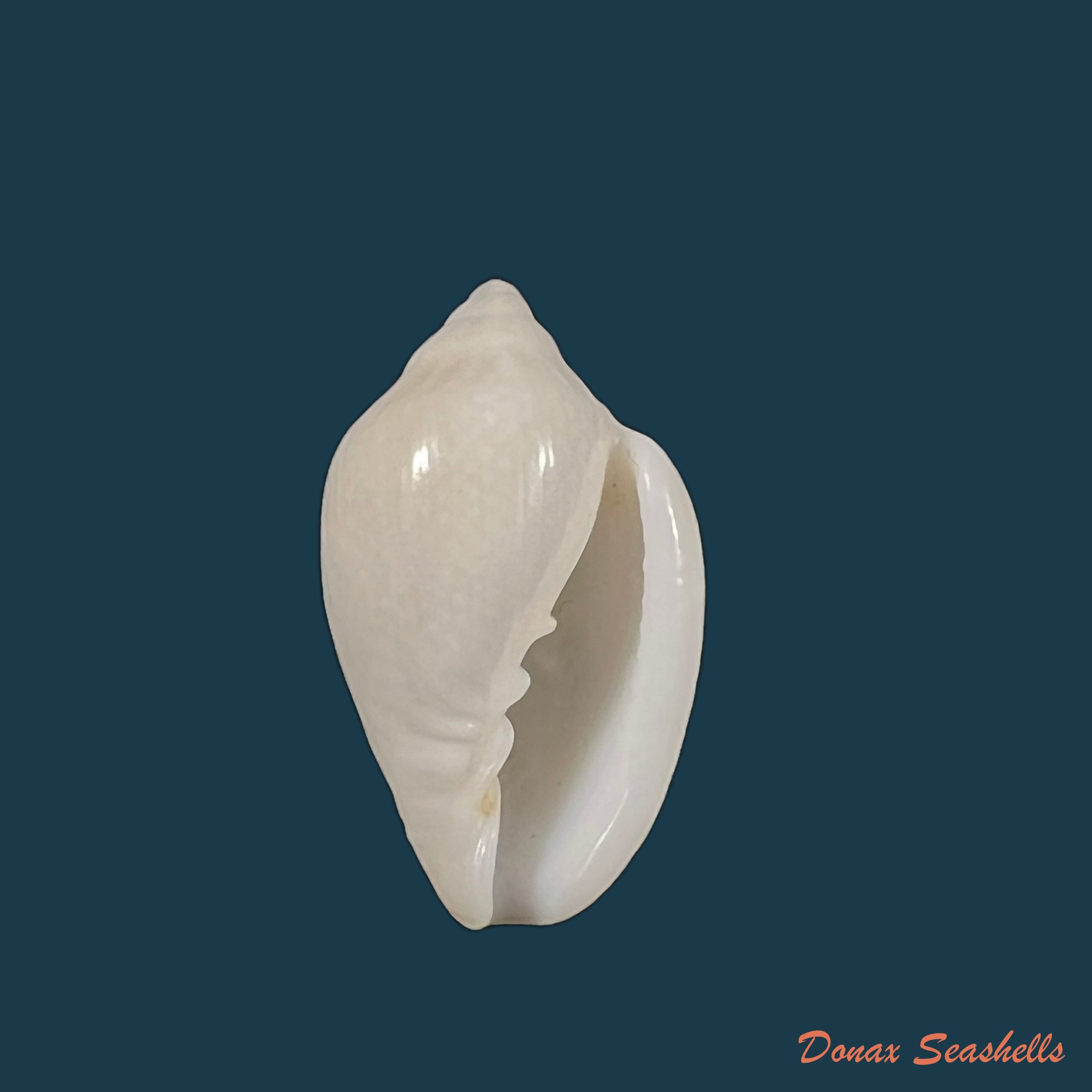 copia-de-marginella-irrorata-menke-1828-21-6mm