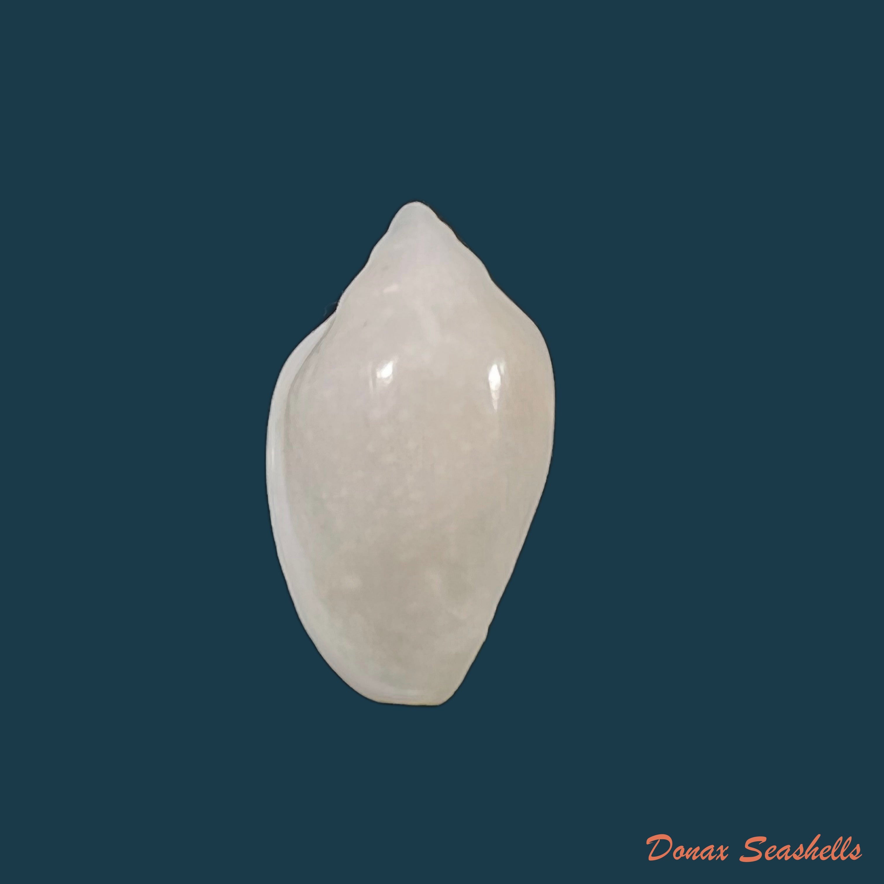 copia-de-marginella-irrorata-menke-1828-21mm