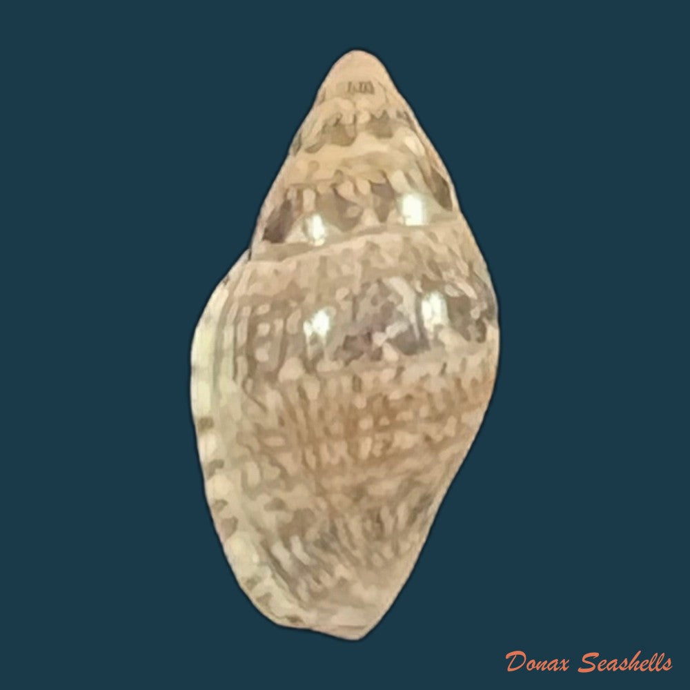 copia-de-marginella-luculenta-gofas-f-fernandes-1994-10-2mm-1