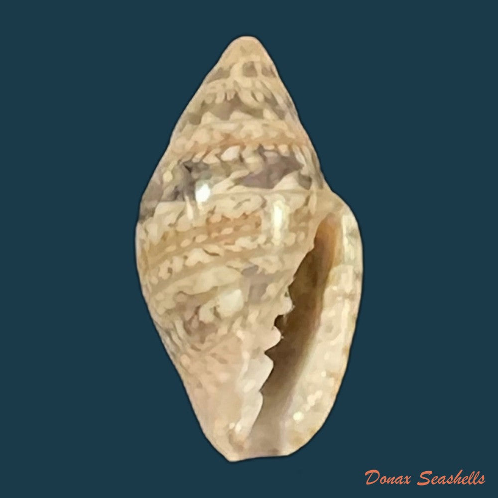 copia-de-marginella-luculenta-gofas-f-fernandes-1994-10-2mm-1