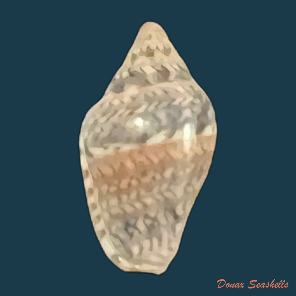 copia-de-marginella-luculenta-gofas-f-fernandes-1994-10-2mm