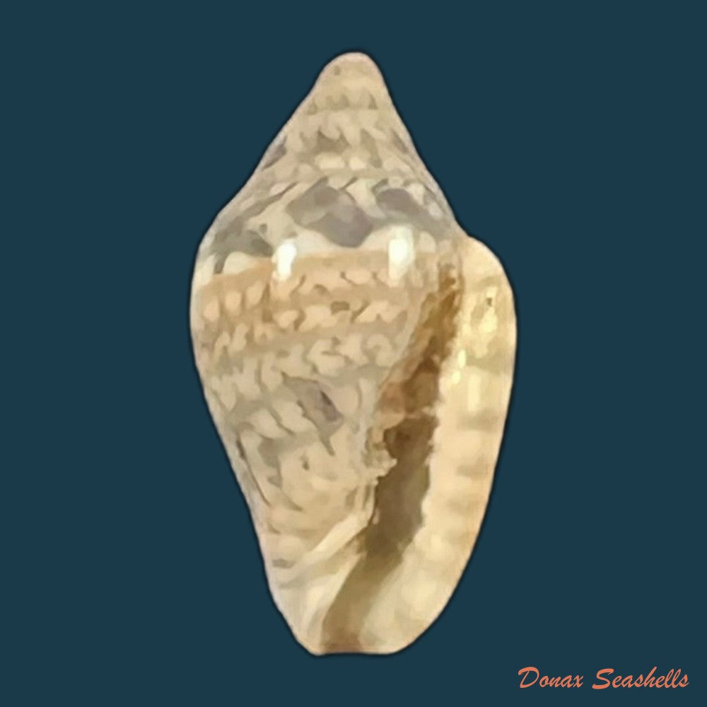 copia-de-marginella-luculenta-gofas-f-fernandes-1994-10-2mm