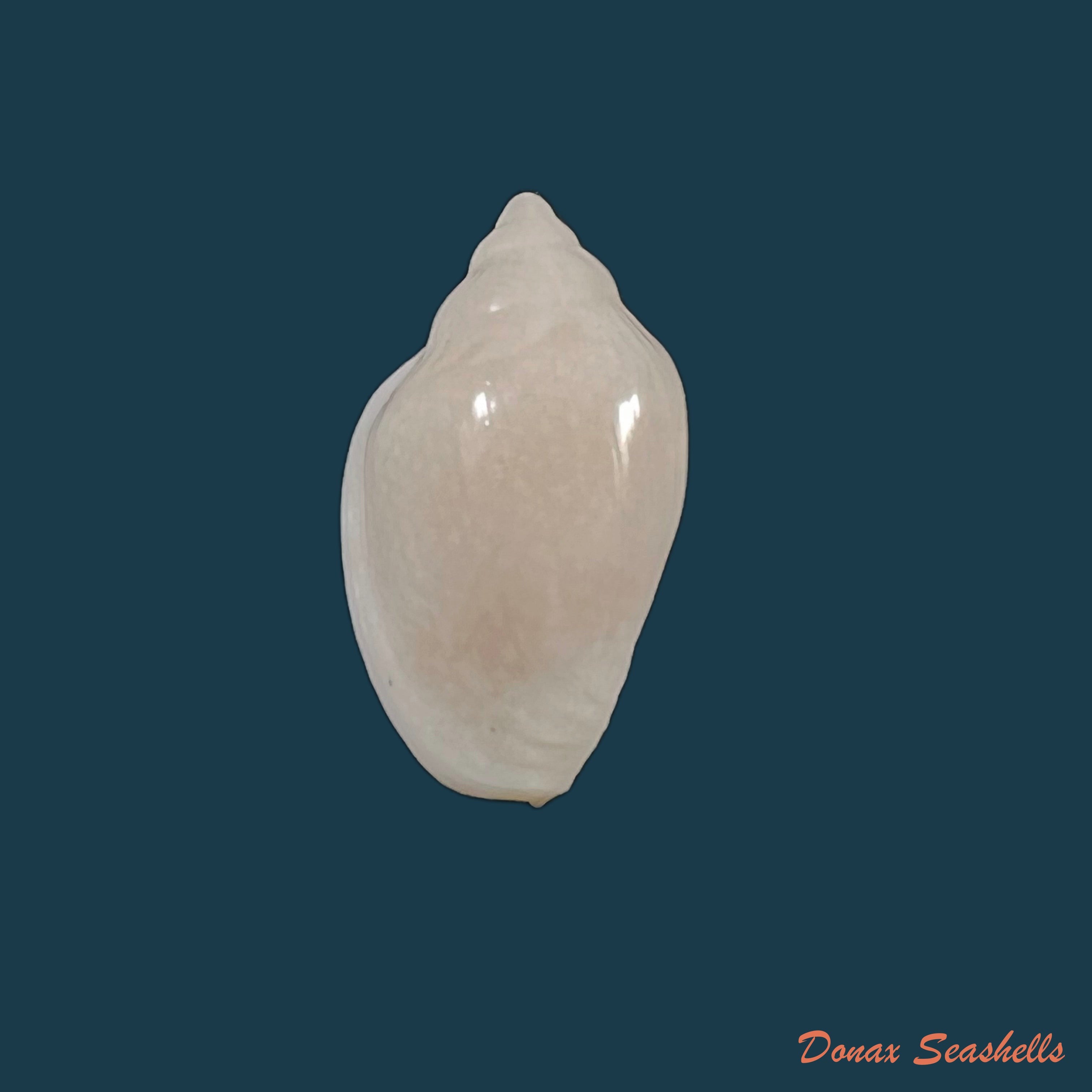 copia-de-marginella-sebastiani-marche-marchad-rosso-1979-54-9mm