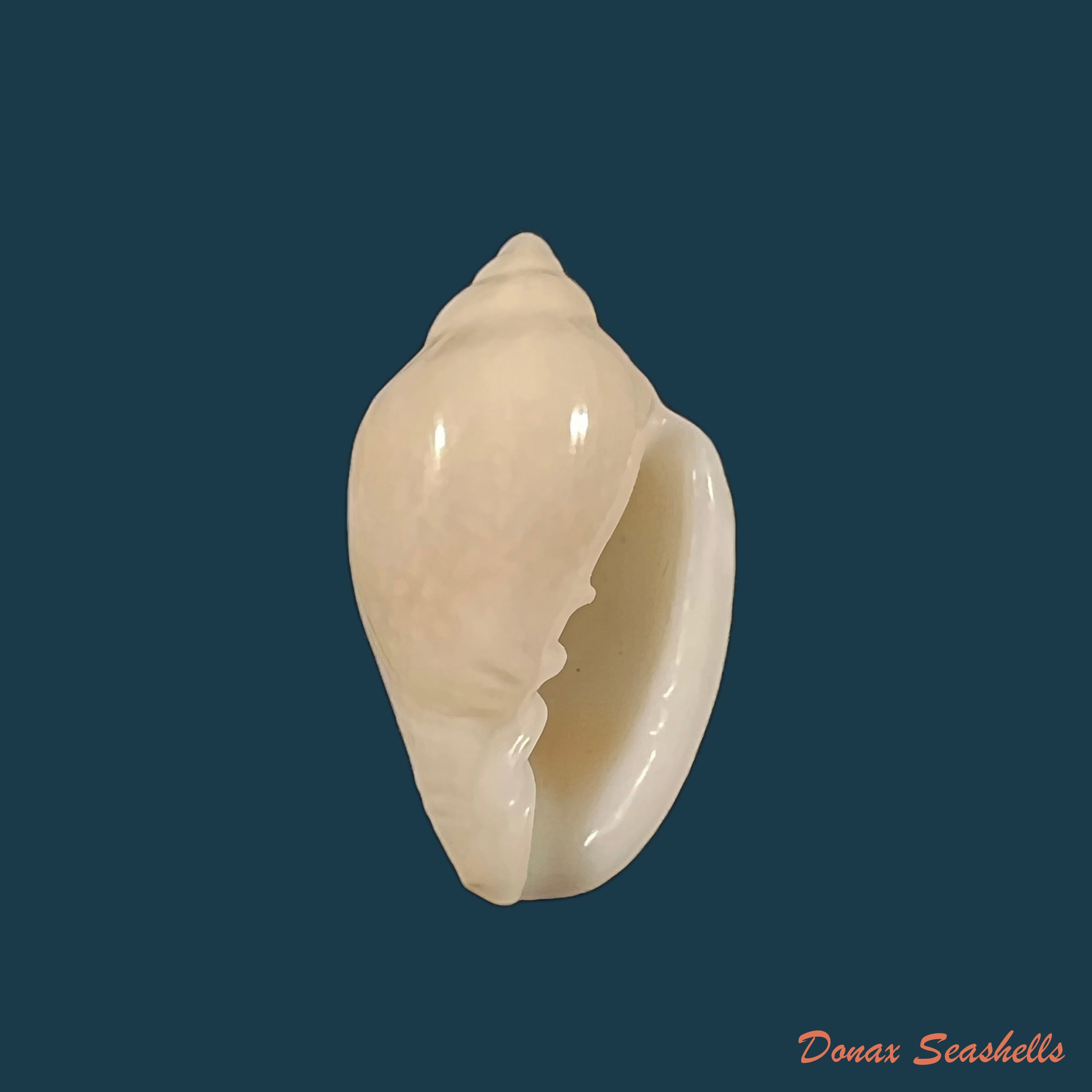 copia-de-marginella-sebastiani-marche-marchad-rosso-1979-54-9mm