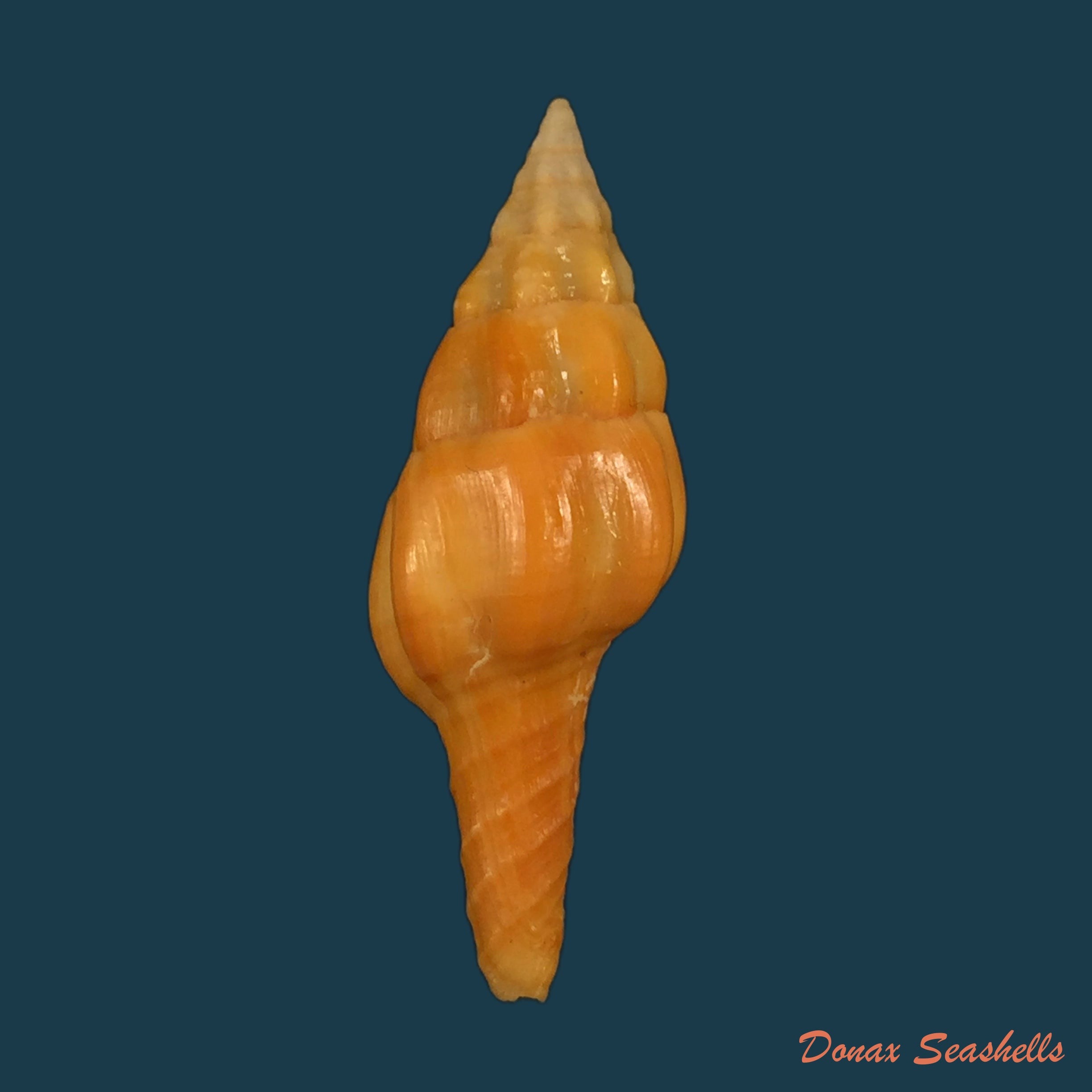 copia-de-marmorofusus-nicobaricus-roding-1798-122-8mm