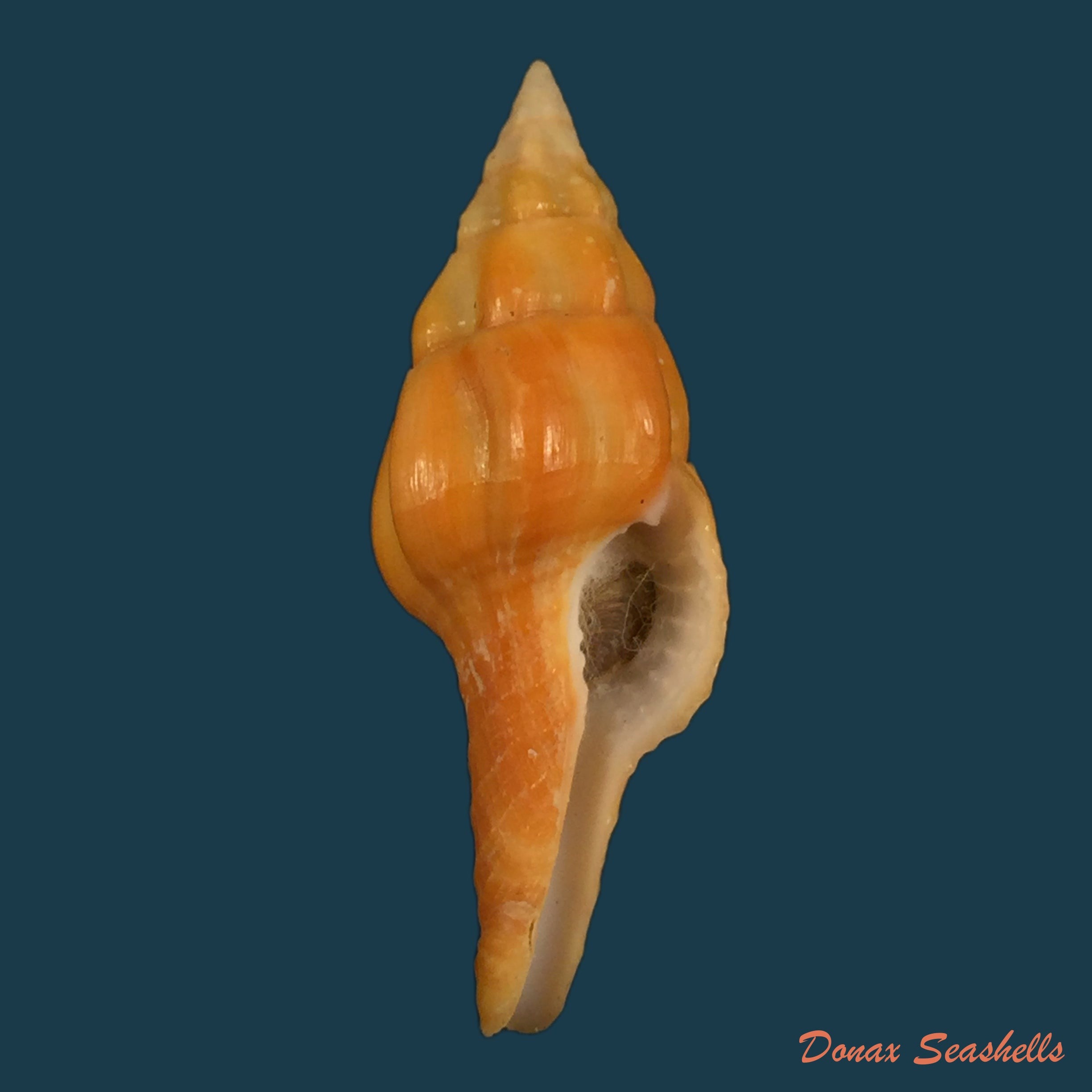 copia-de-marmorofusus-nicobaricus-roding-1798-122-8mm