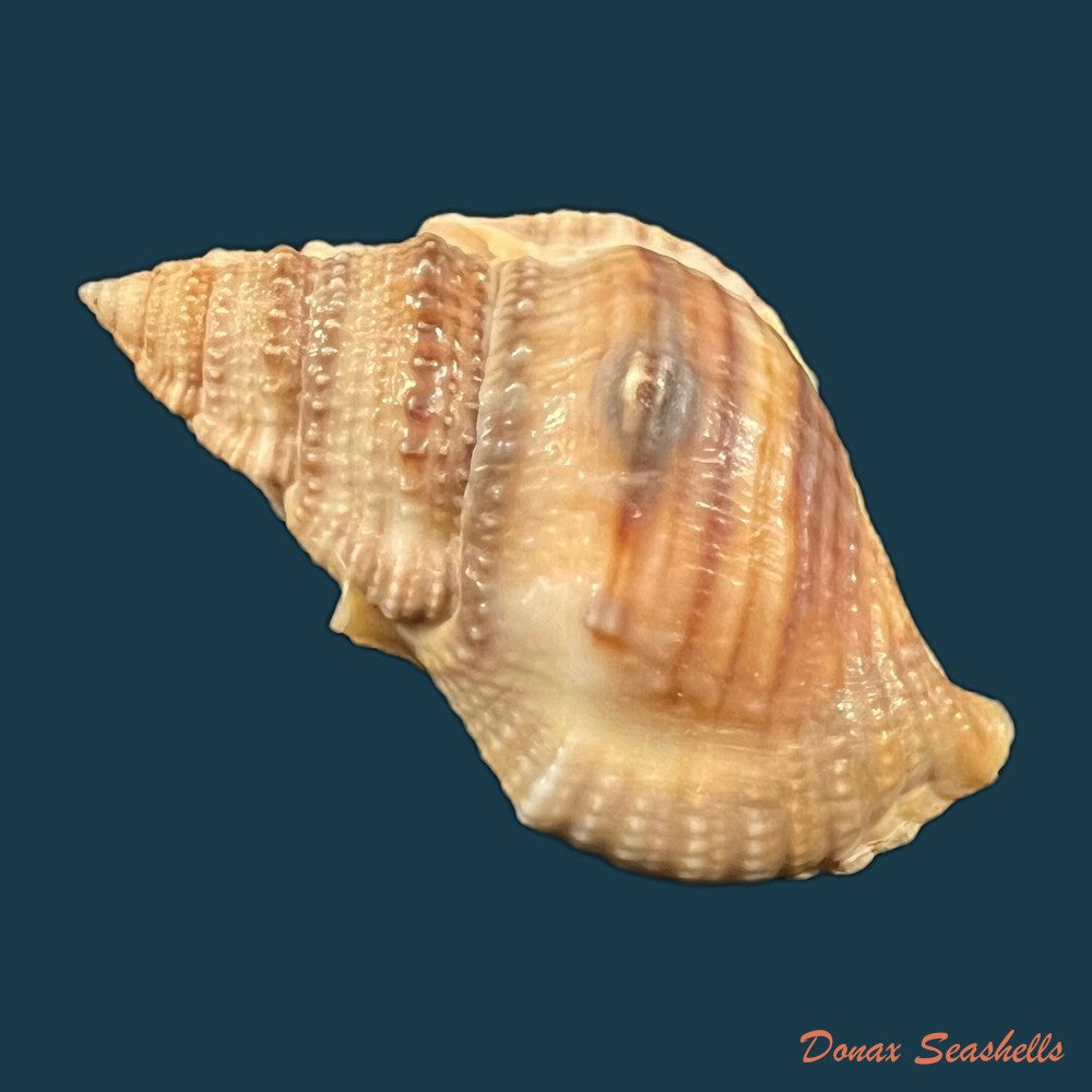 copia-de-marsupina-bufo-bruguiere-1792-53mm