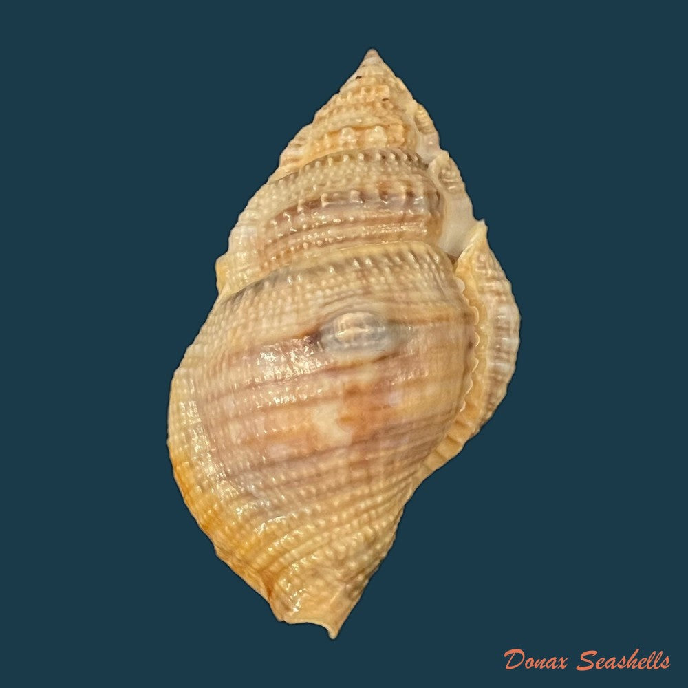 copia-de-marsupina-bufo-bruguiere-1792-56-3mm