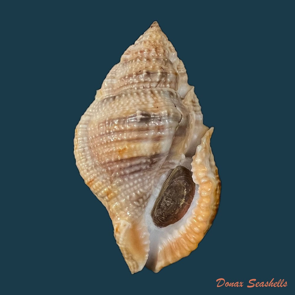 copia-de-marsupina-bufo-bruguiere-1792-56-3mm