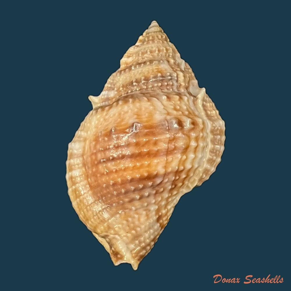 copia-de-marsupina-bufo-bruguiere-1792-59-1mm