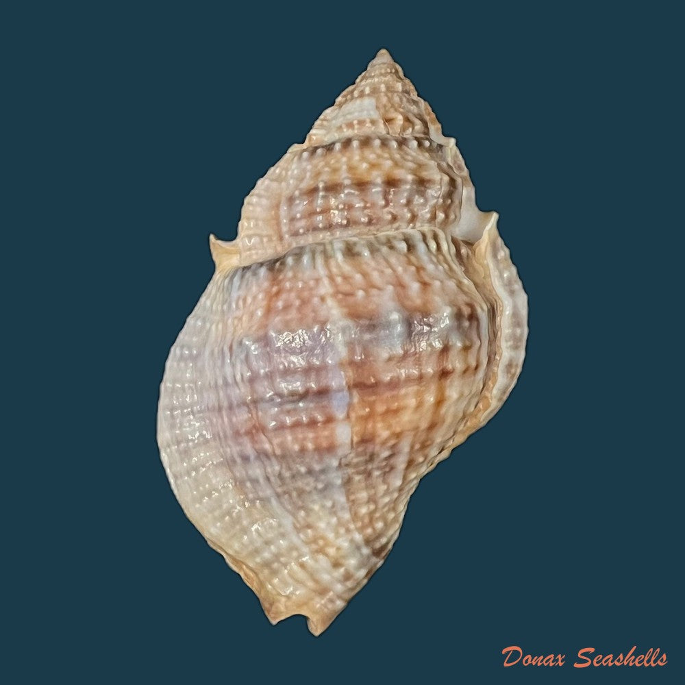 copia-de-marsupina-bufo-bruguiere-1792-68-9mm