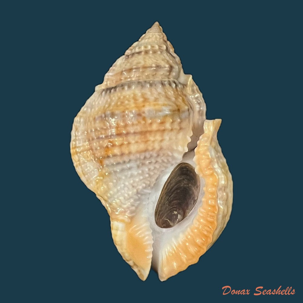 copia-de-marsupina-bufo-bruguiere-1792-68-9mm