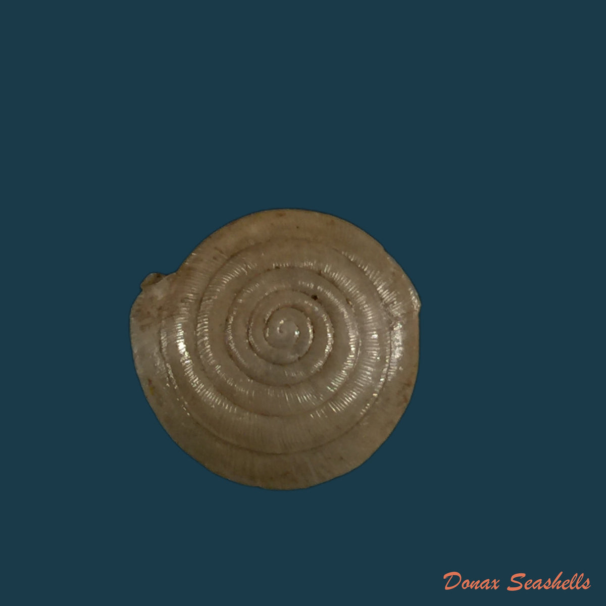 copia-de-mastigophallus-rangianus-michaud-1831-10-1mm