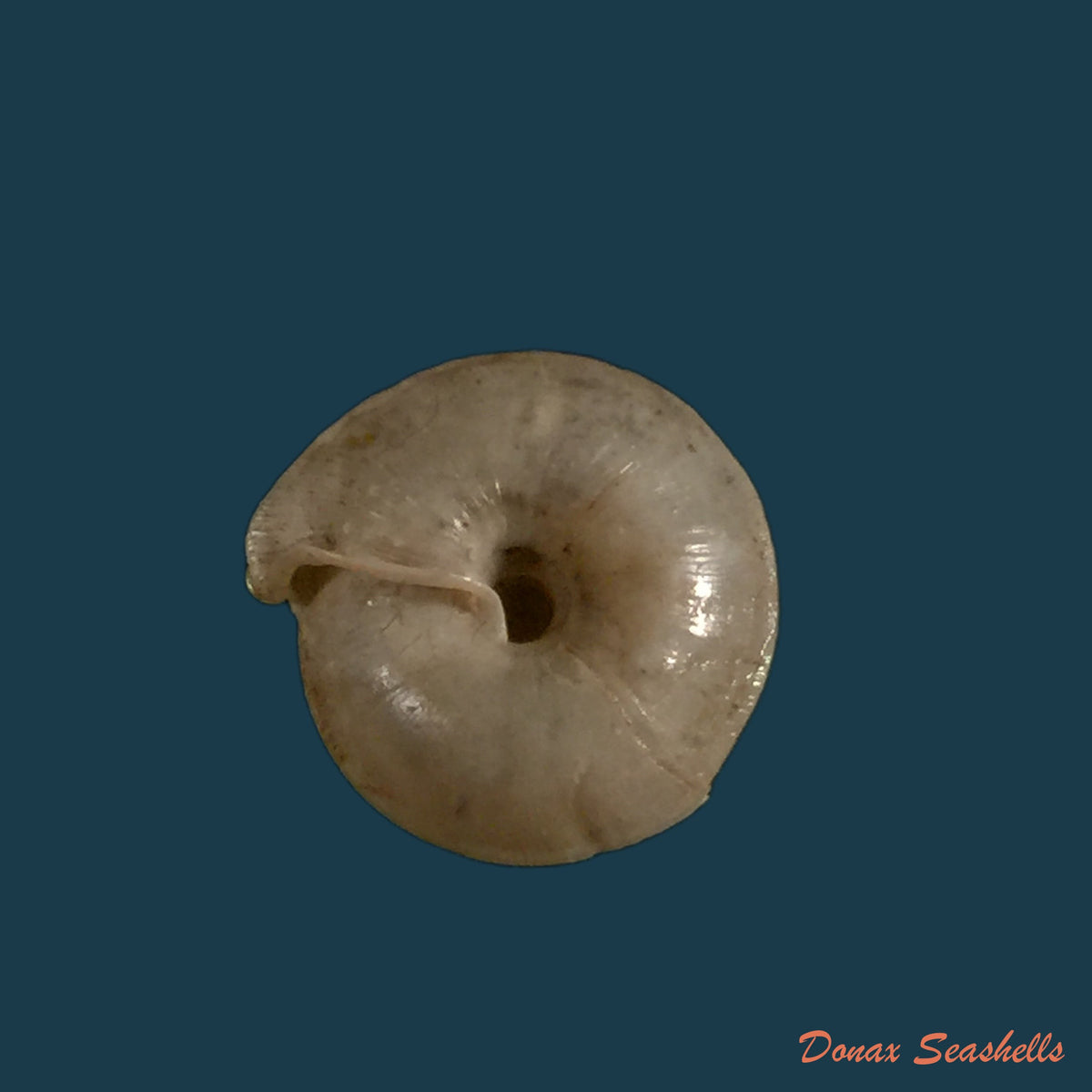 copia-de-mastigophallus-rangianus-michaud-1831-10-1mm
