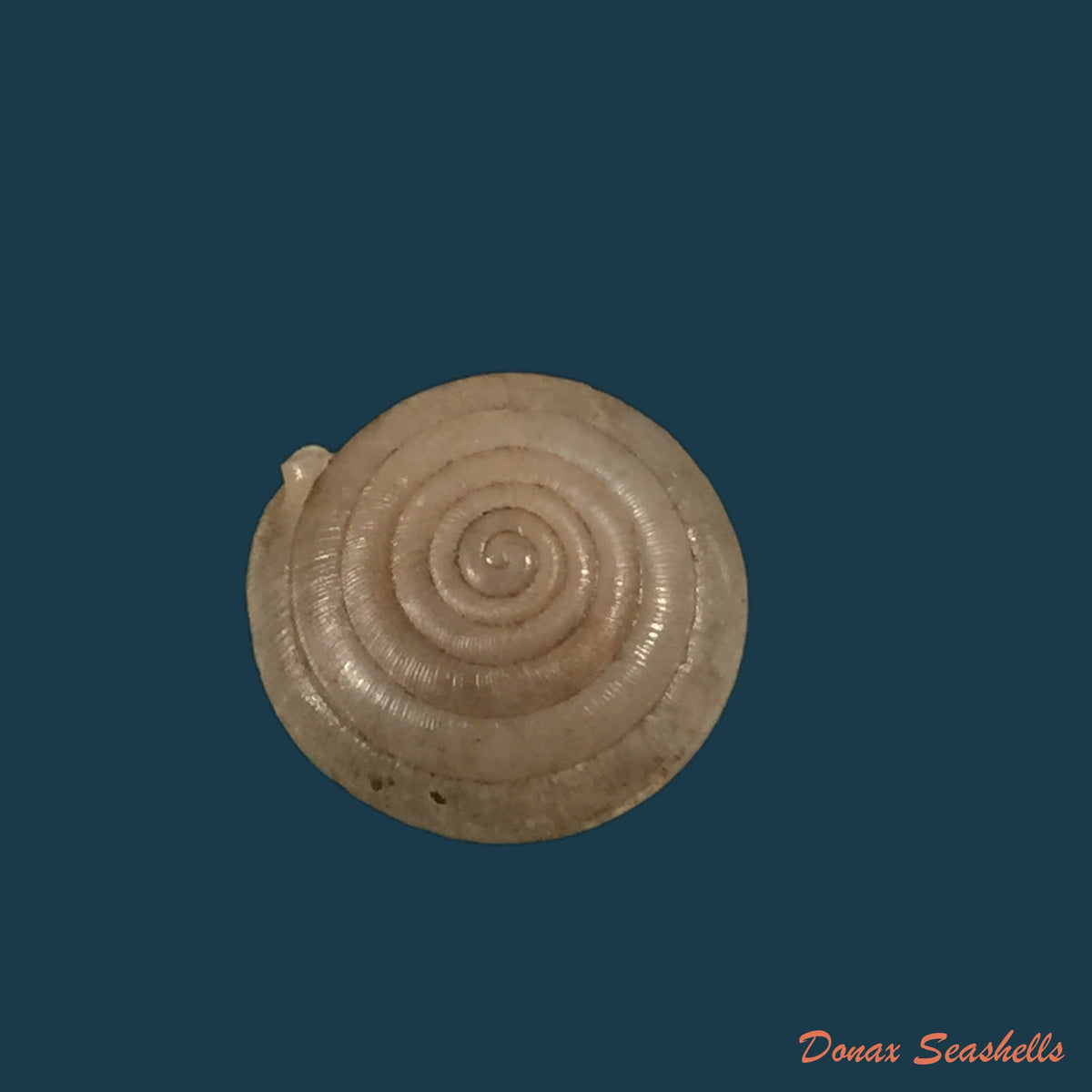 copia-de-mastigophallus-rangianus-michaud-1831-11-6mm