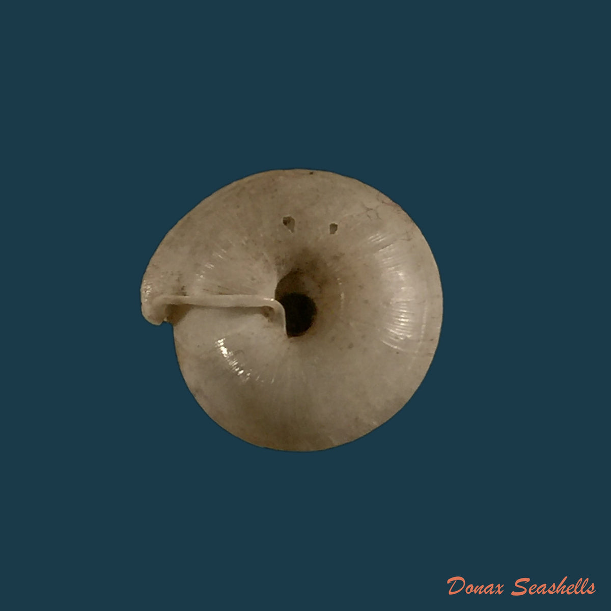 copia-de-mastigophallus-rangianus-michaud-1831-11-6mm