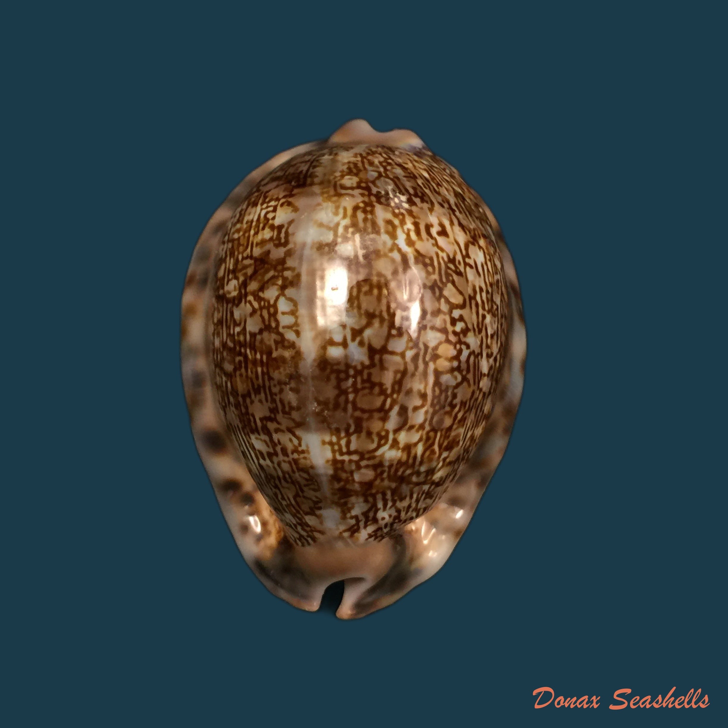 copia-de-mauritia-arabica-asiatica-schilder-schilder-1939-68-3mm