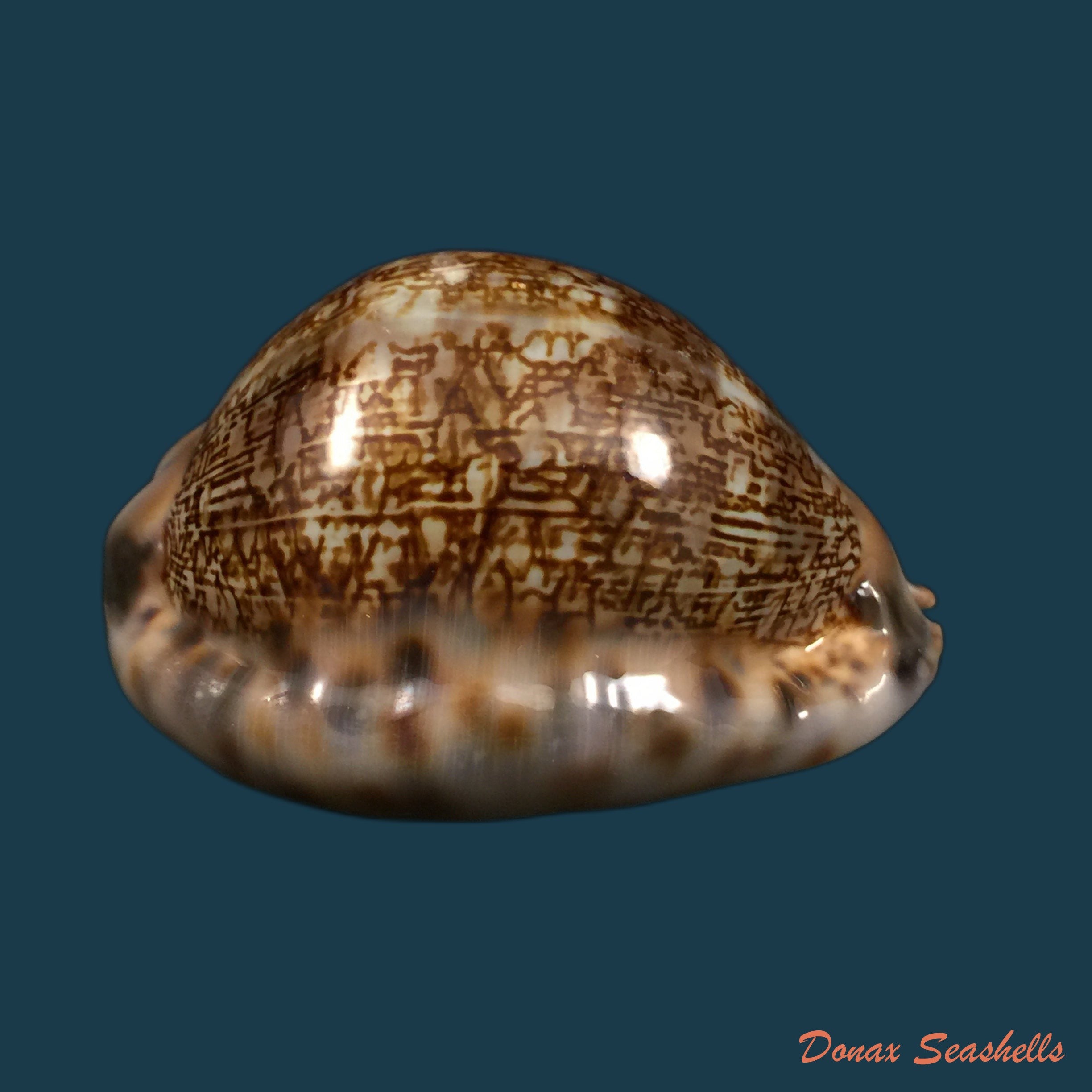 copia-de-mauritia-arabica-asiatica-schilder-schilder-1939-68-3mm