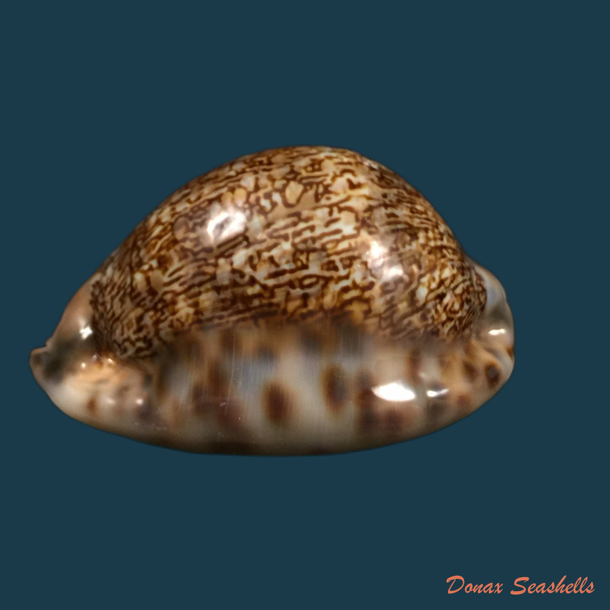 copia-de-mauritia-arabica-asiatica-schilder-schilder-1939-68-3mm