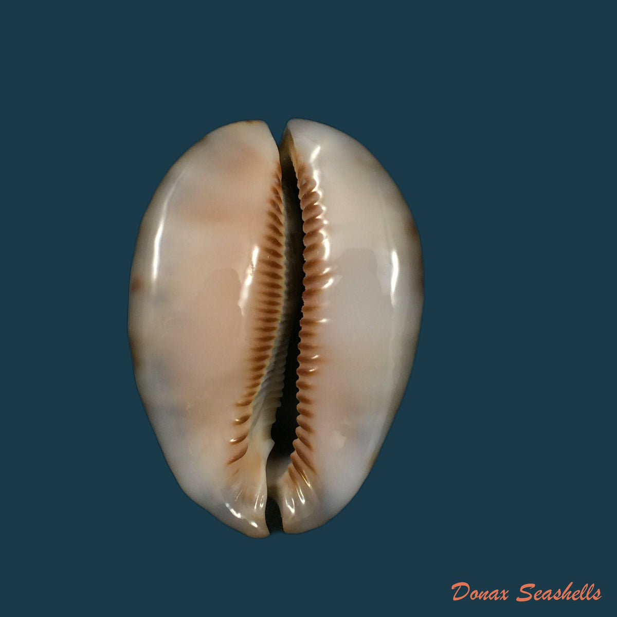 copia-de-mauritia-arabica-asiatica-schilder-schilder-1939-68-3mm