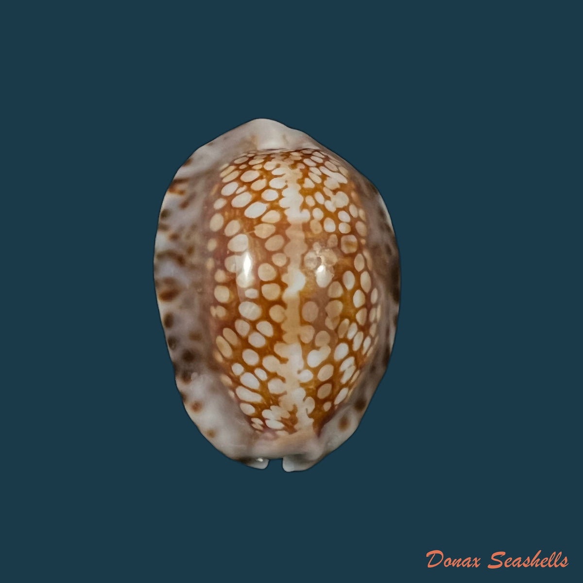 copia-de-mauritia-depressa-j-e-gray-1824-34-1mm