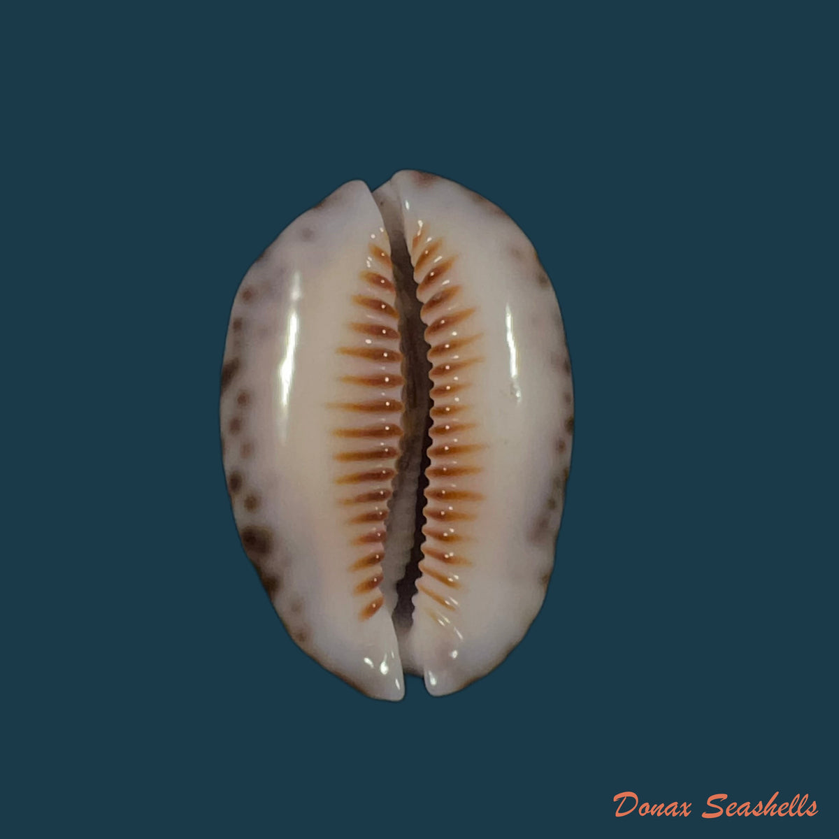 copia-de-mauritia-depressa-j-e-gray-1824-34-1mm