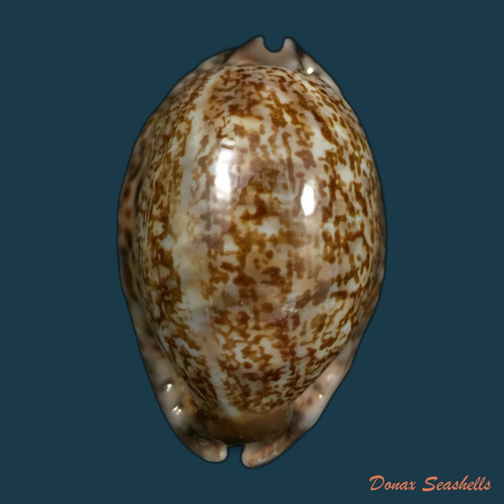 copia-de-mauritia-gibba-vandammei-erdmann-2021-56-2mm